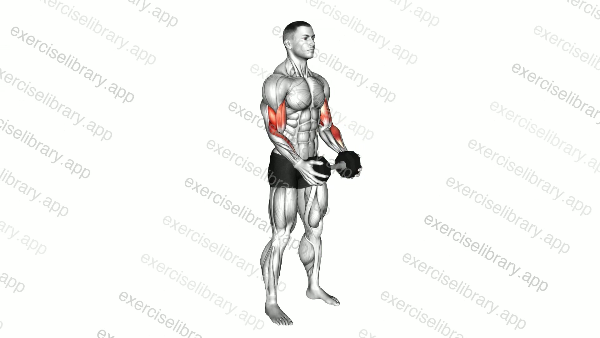 Dumbbell Standing Hammer Curl demonstration