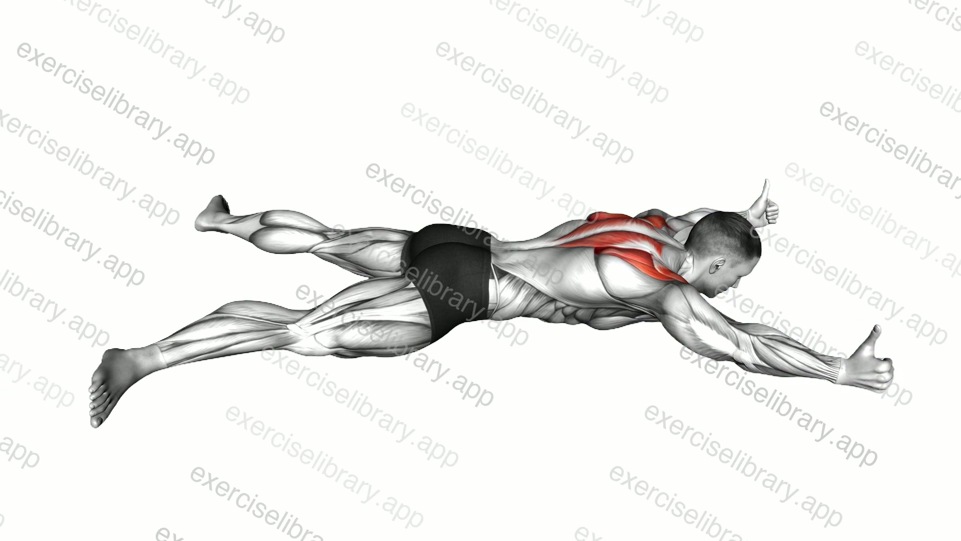 Lying Prone Y Raise demonstration