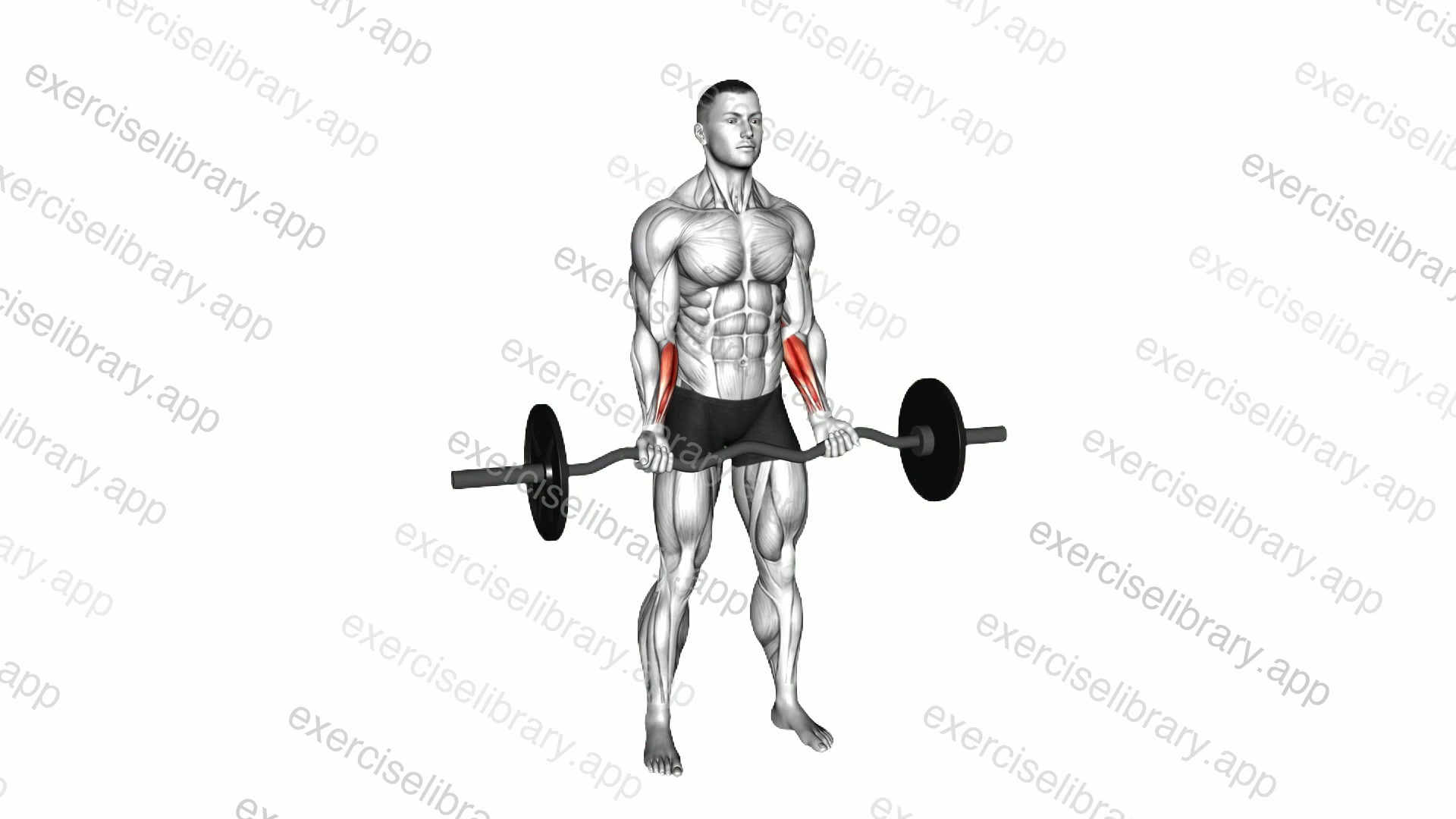 EZ Barbell Standing Wrist Curl demonstration