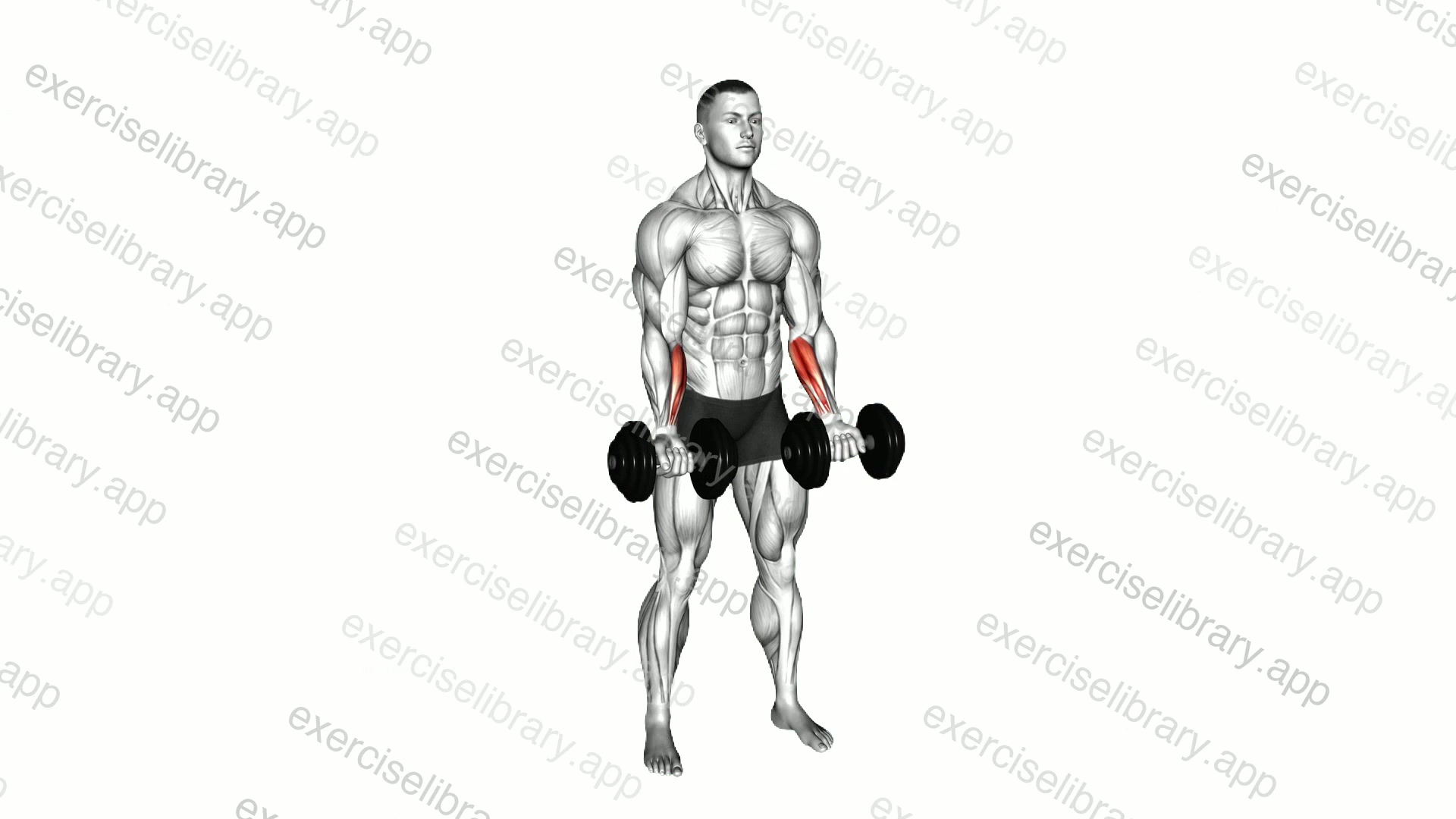 Dumbbell Standing Wrist Curl demonstration