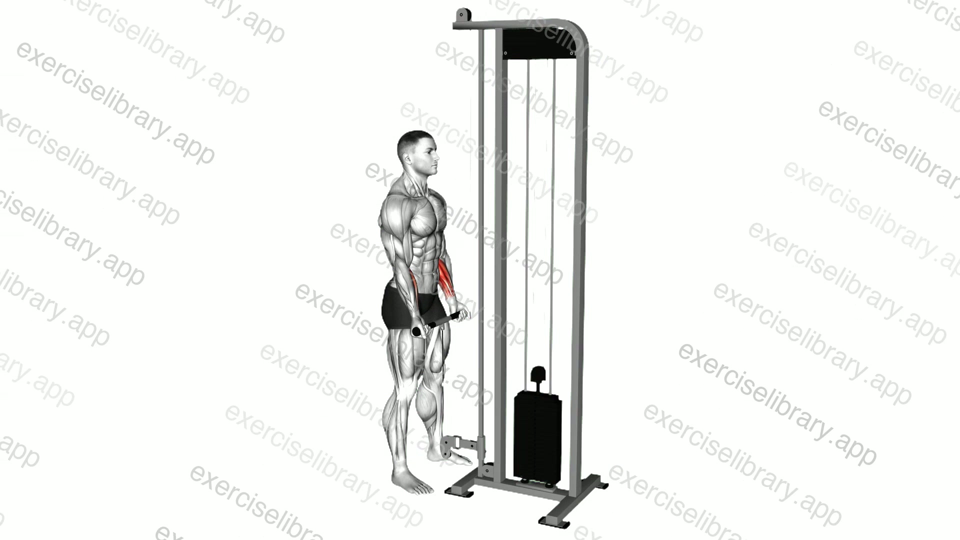 Cable Standing Wrist Curl demonstration