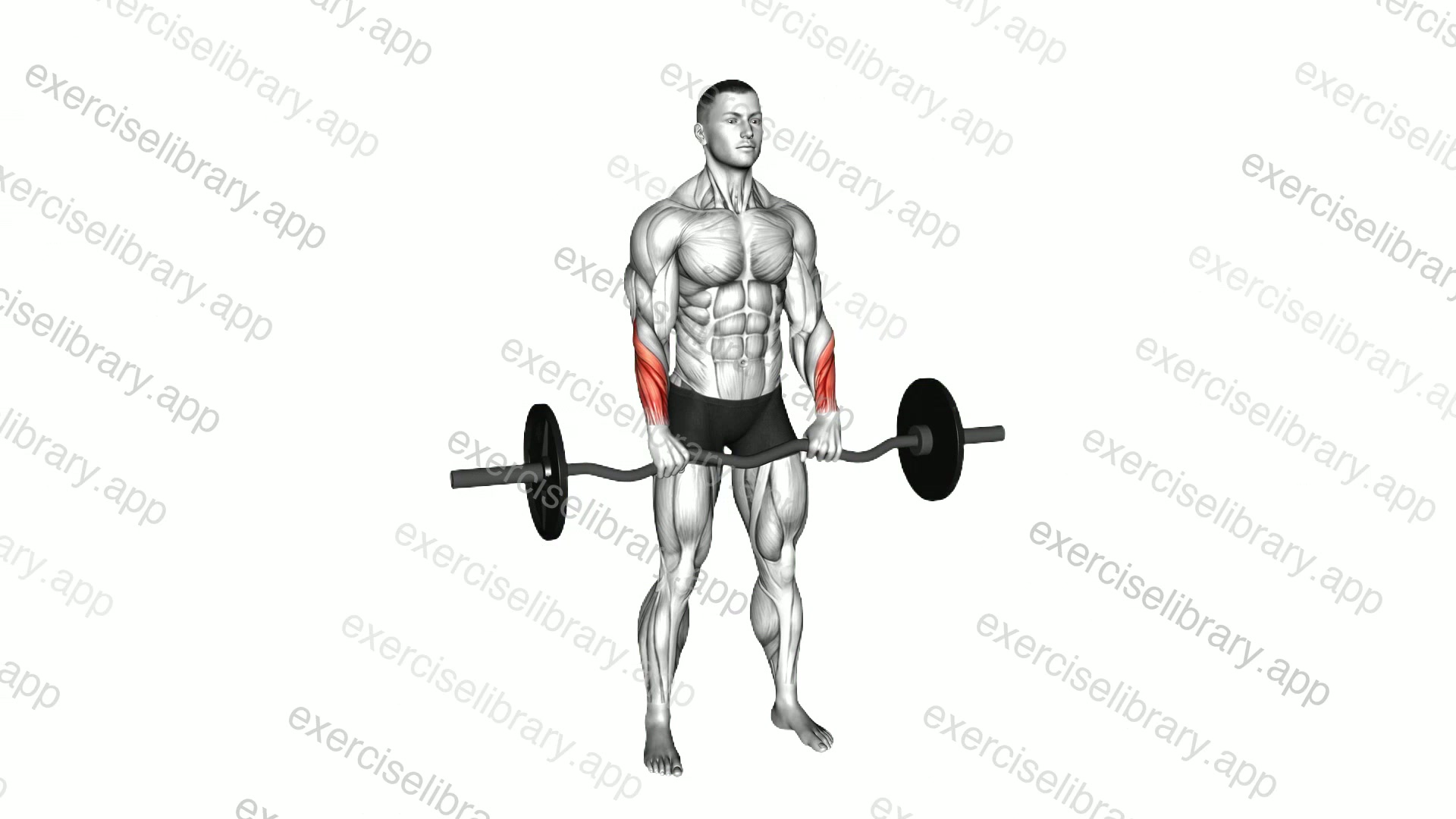 EZ Barbell Standing Wrist Reverse Curl demonstration