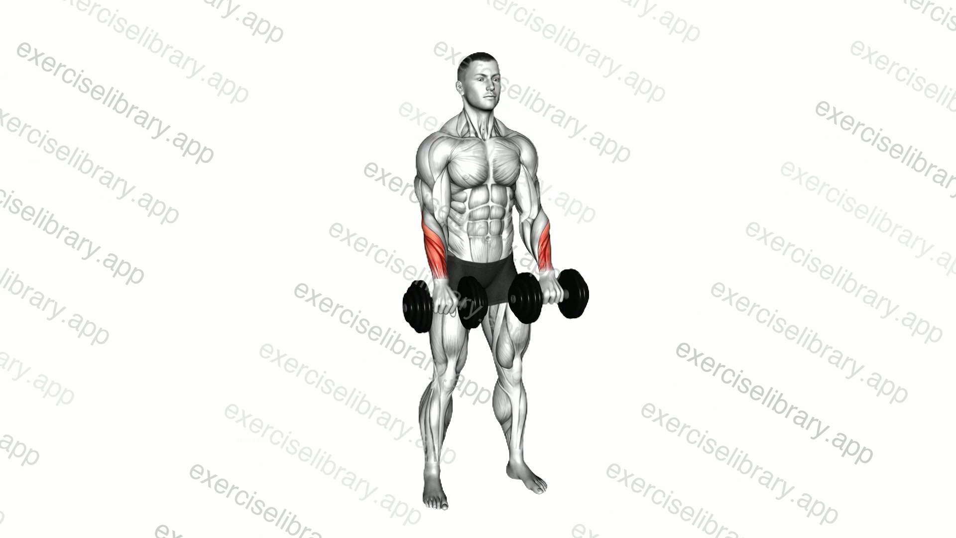 Dumbbell Standing Wrist Reverse Curl demonstration