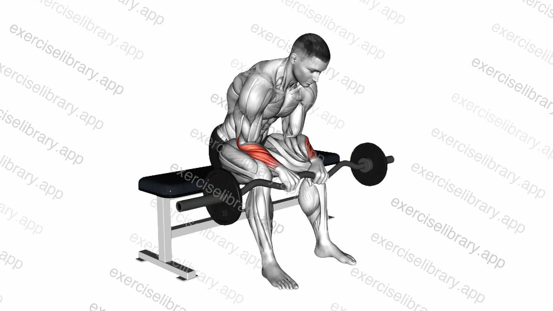 EZ Bar Seated Wrist Reverse Curl demonstration