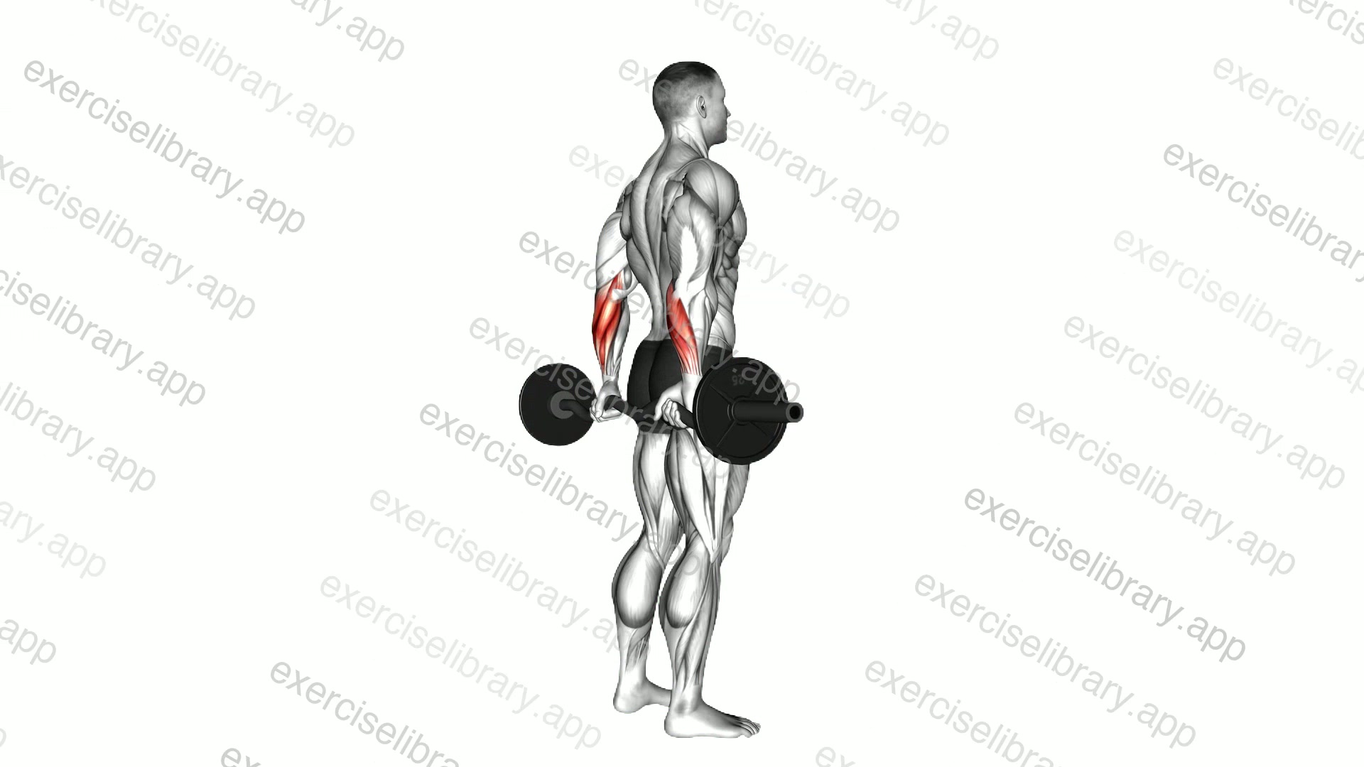 EZ Barbell Standing Back Wrist Curl demonstration