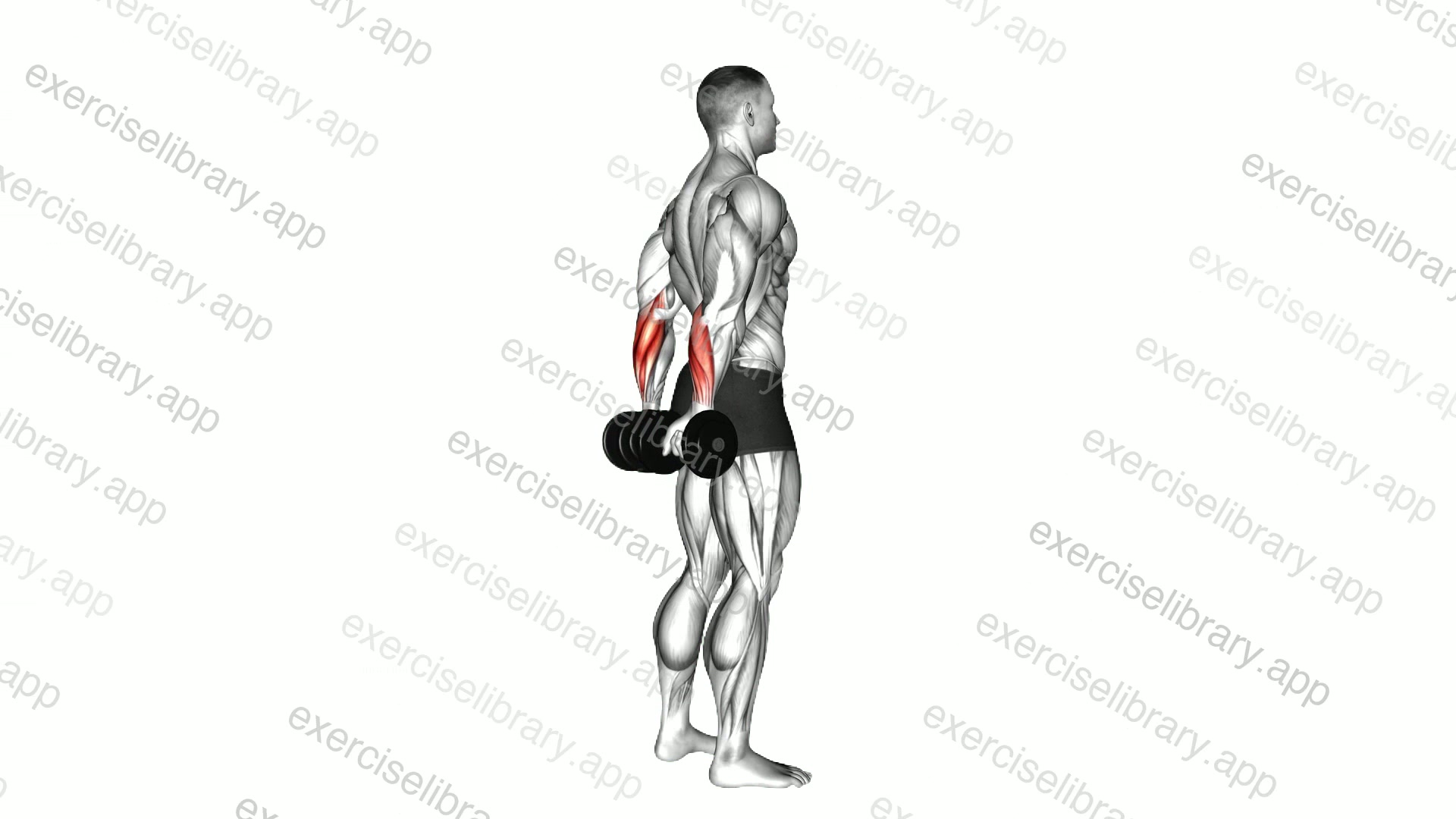Dumbbell Standing Back Wrist Curl demonstration