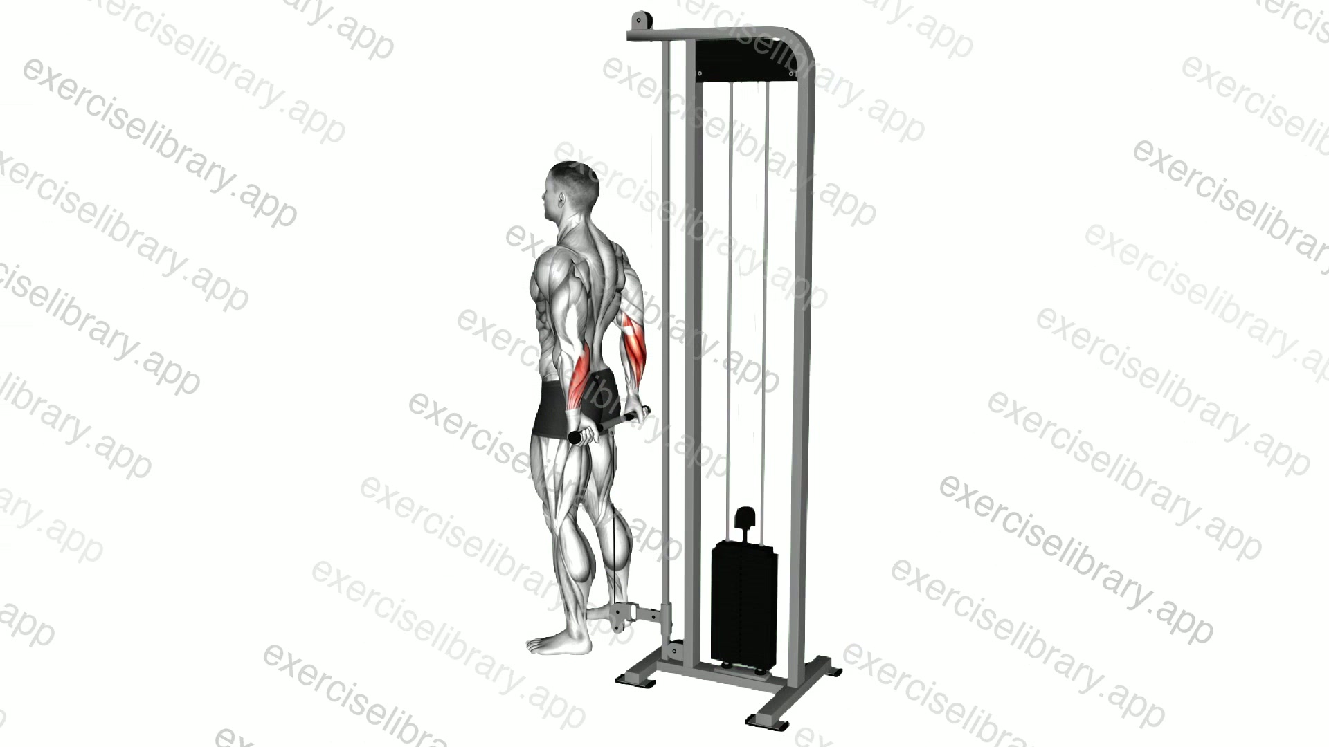 Cable Standing Back Wrist Curl demonstration