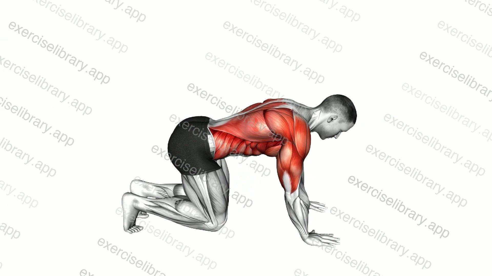 Kneeling Thoracic Rotation demonstration