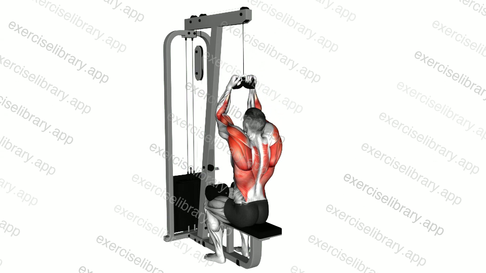 Cable Lateral Pulldown with Mag Grip demonstration