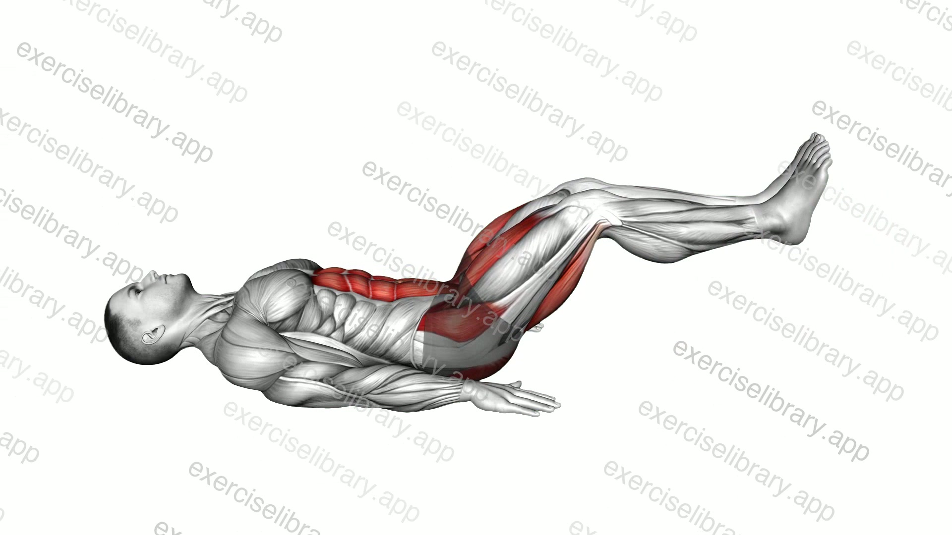 Lying Reverse Leg Extension demonstration