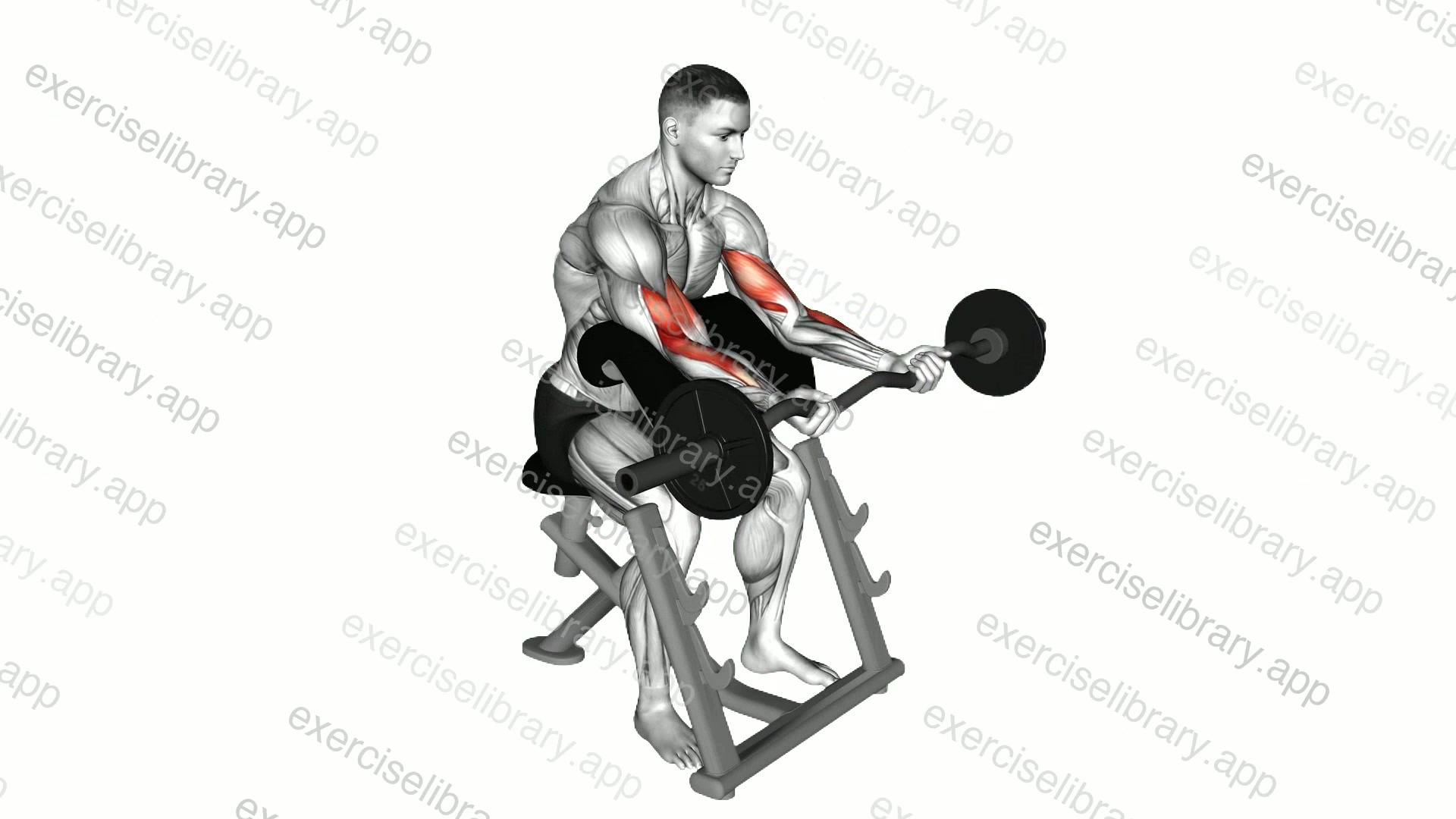 EZ Barbell Preacher Curl demonstration