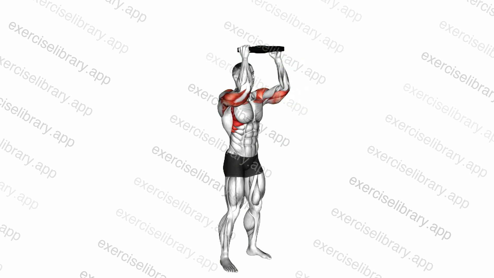 Weighted Plate Standing Overhead Press demonstration