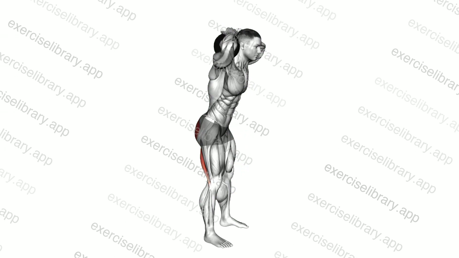 Dumbbell Good Morning demonstration