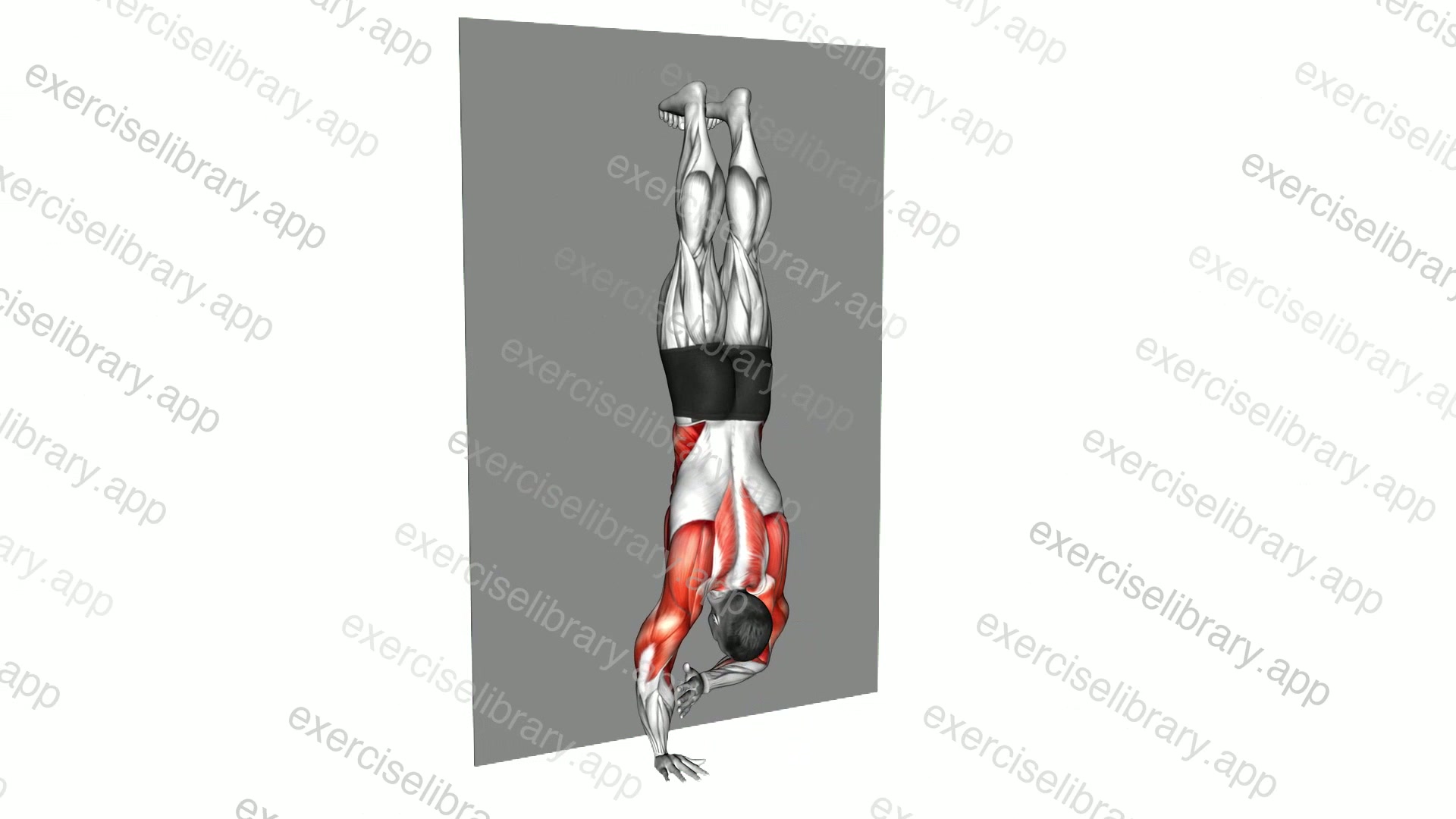 Handstand Shoulder Tap against the Wall demonstration