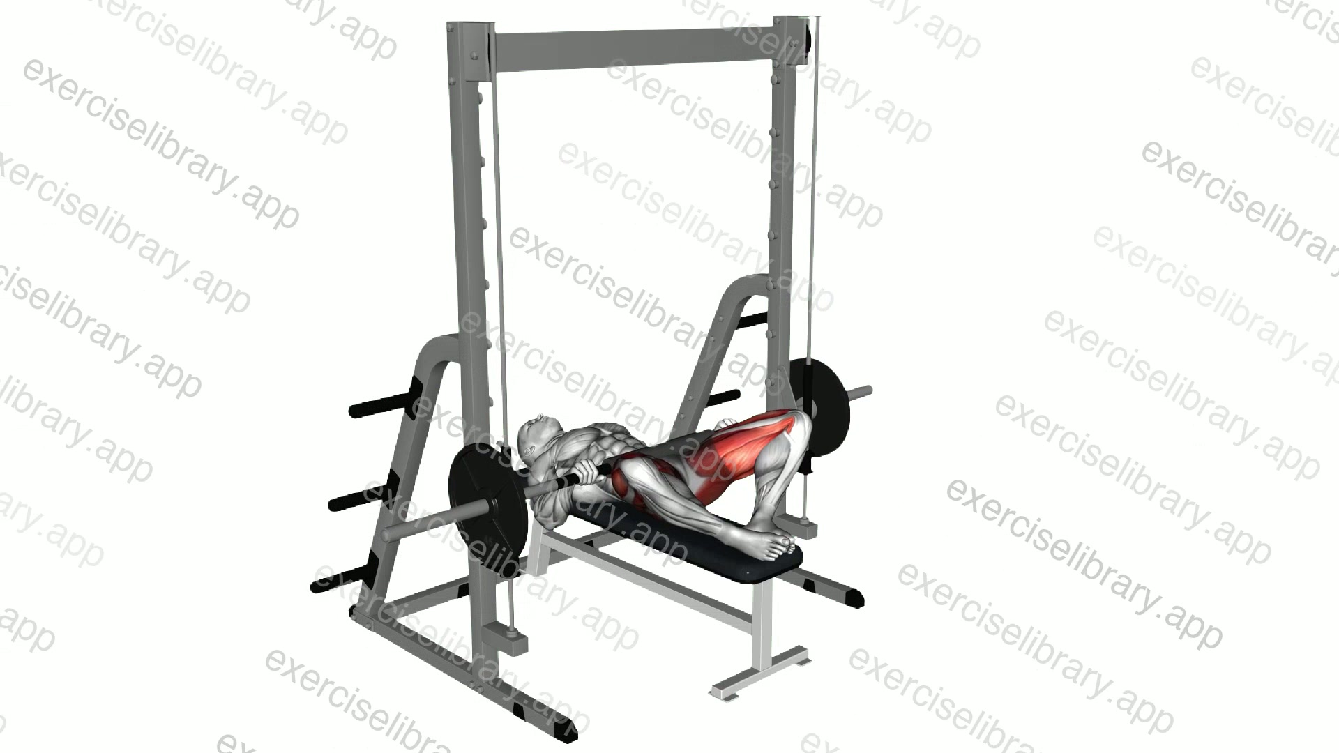 Smith Frog Hip Thrust demonstration