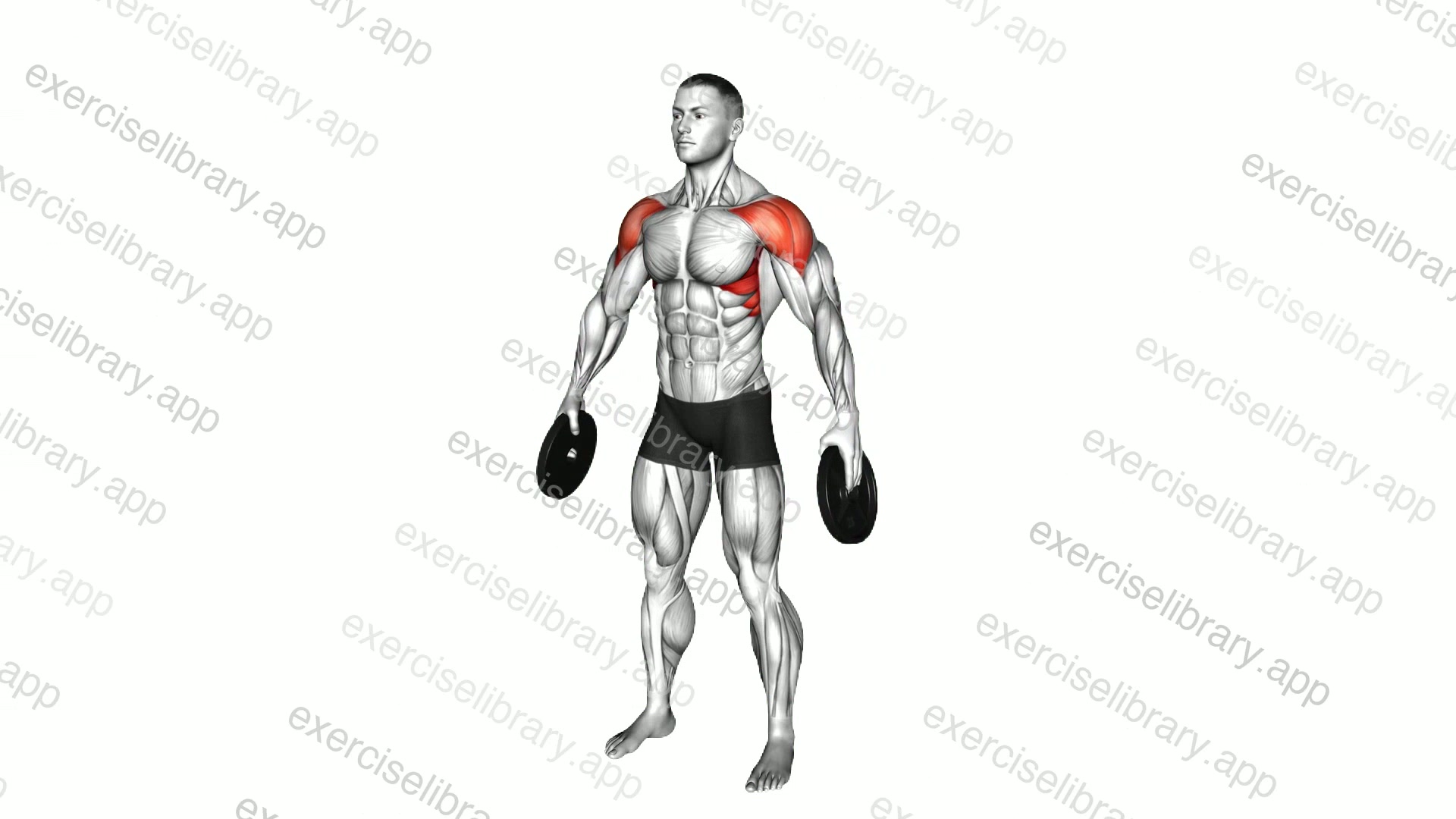 Weighted Plate Standing Lateral Raise demonstration