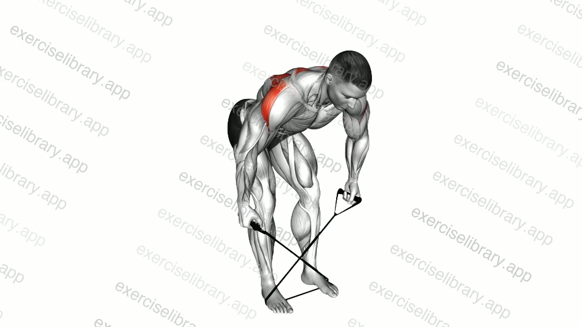 Band Bent over Rear Lateral Raise demonstration
