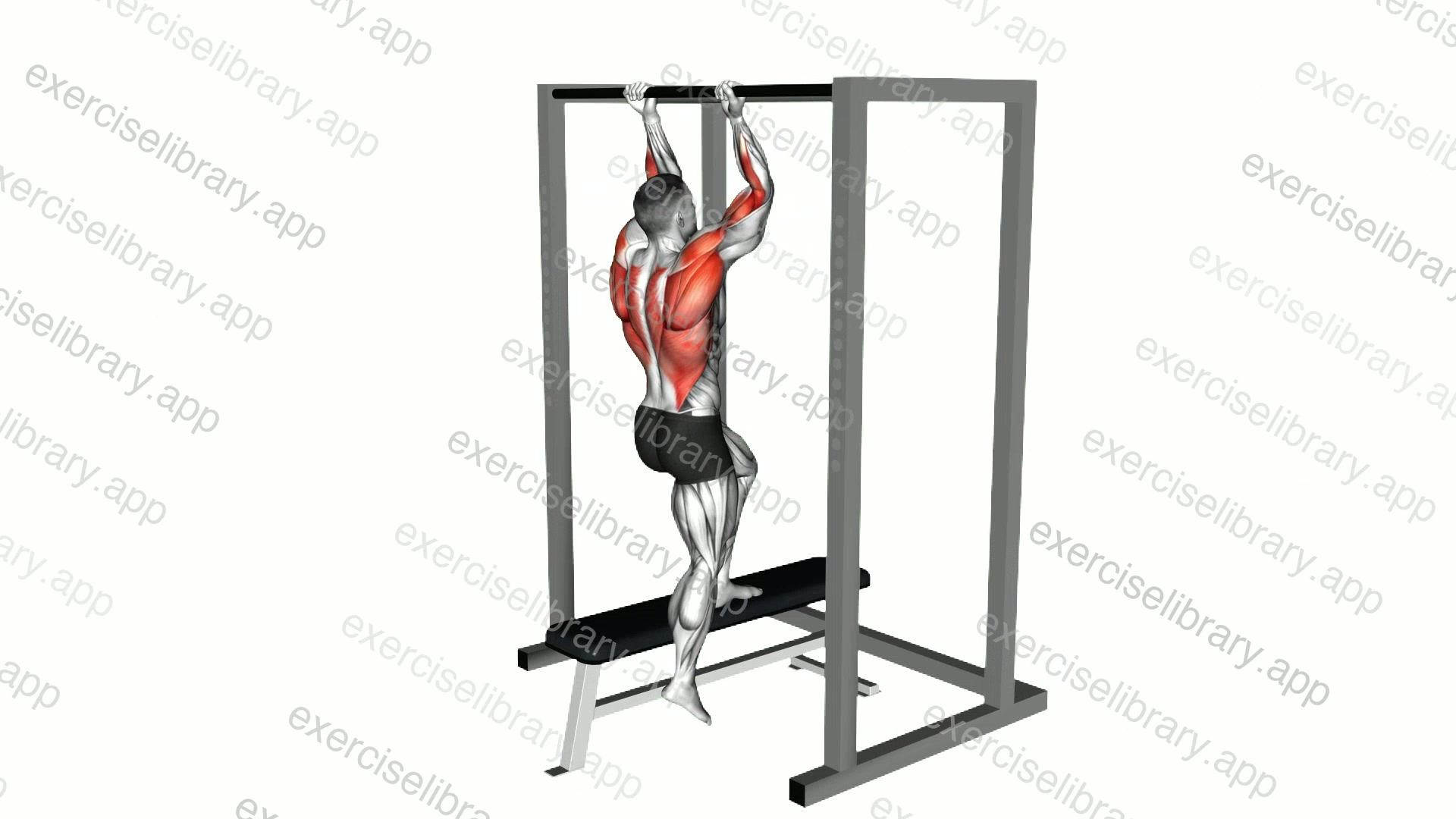 Assisted Chin-up on a bench demonstration