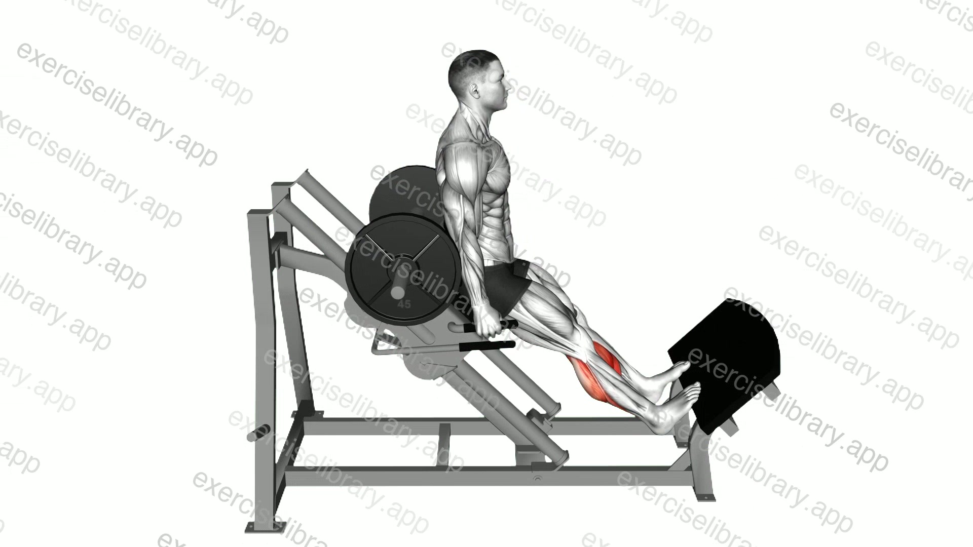 Sled Backward Angled Calf Raise demonstration