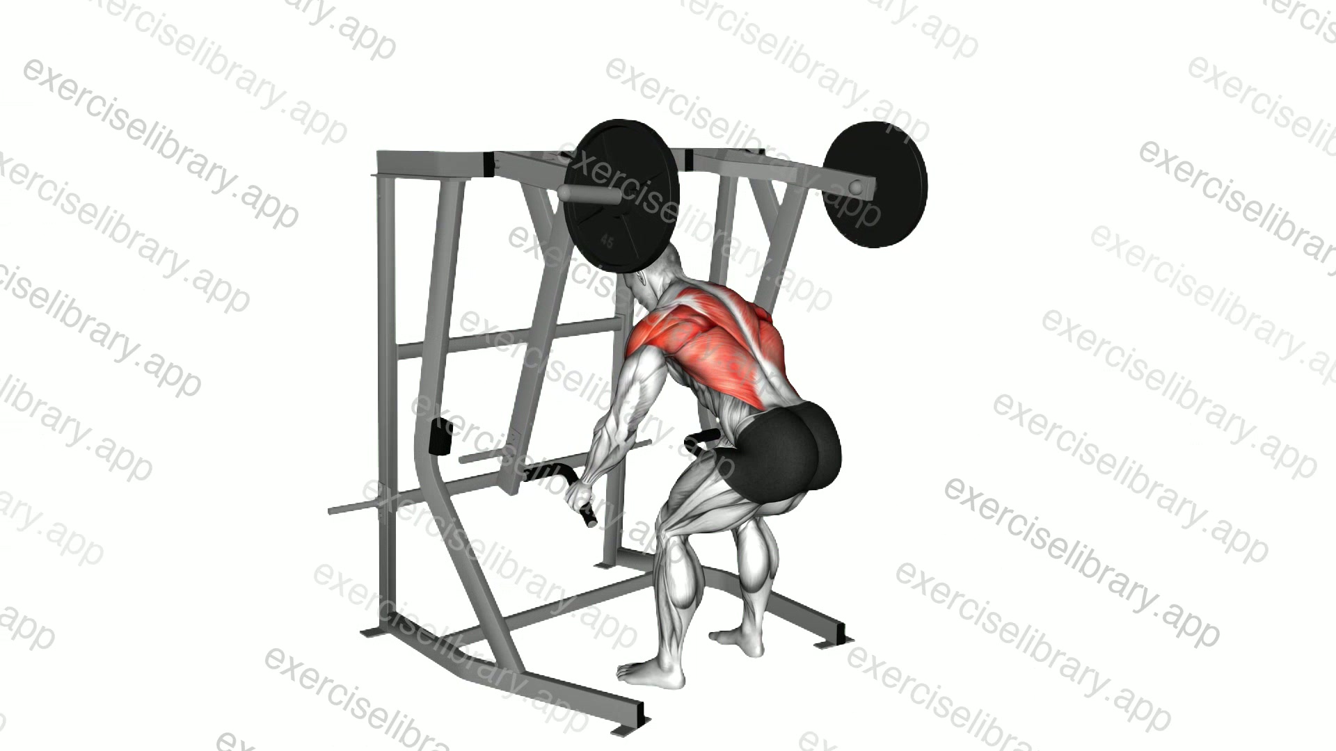 Lever Bent Over Low Row demonstration