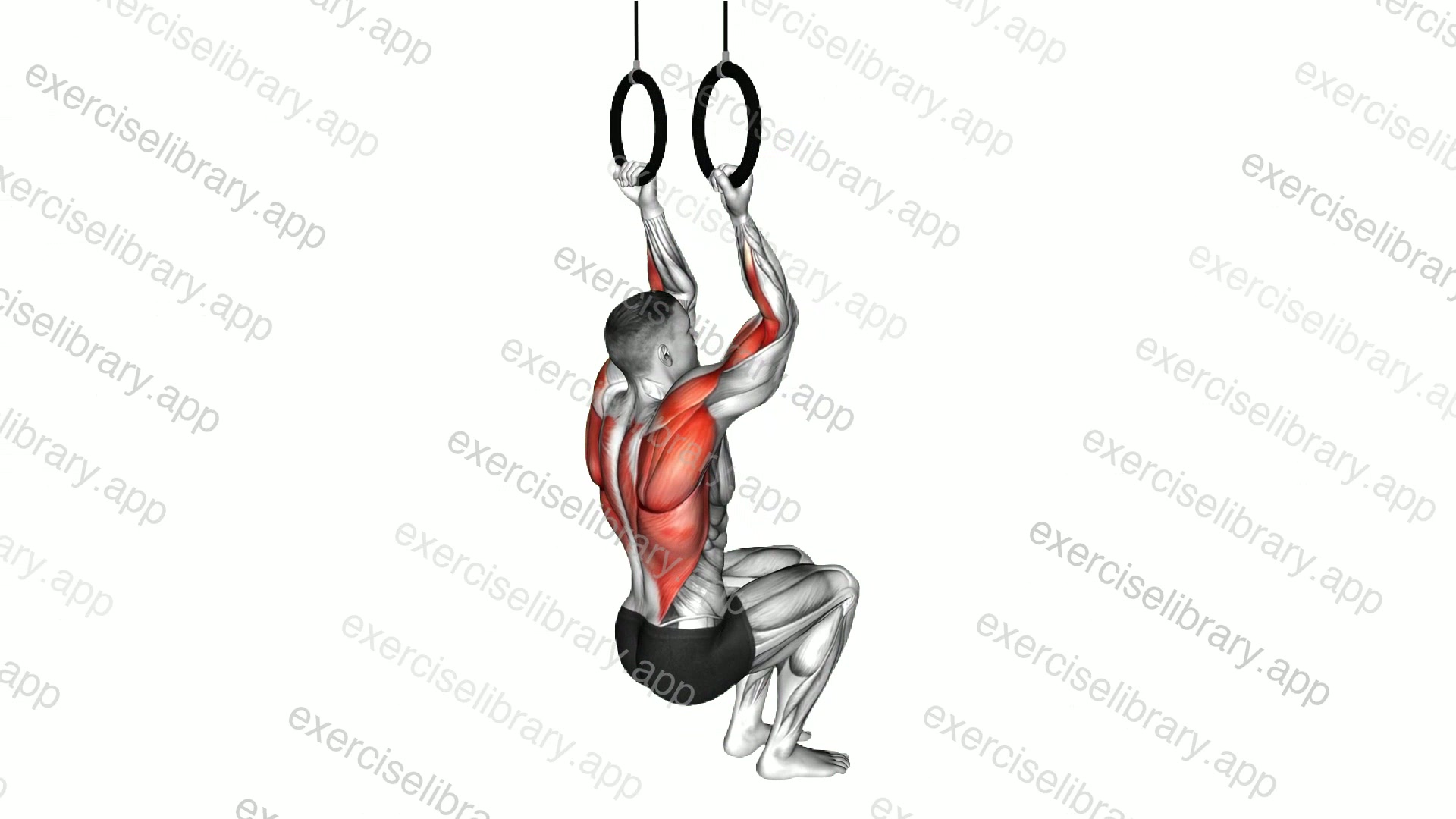 Ring Self Assisted Chin-up demonstration