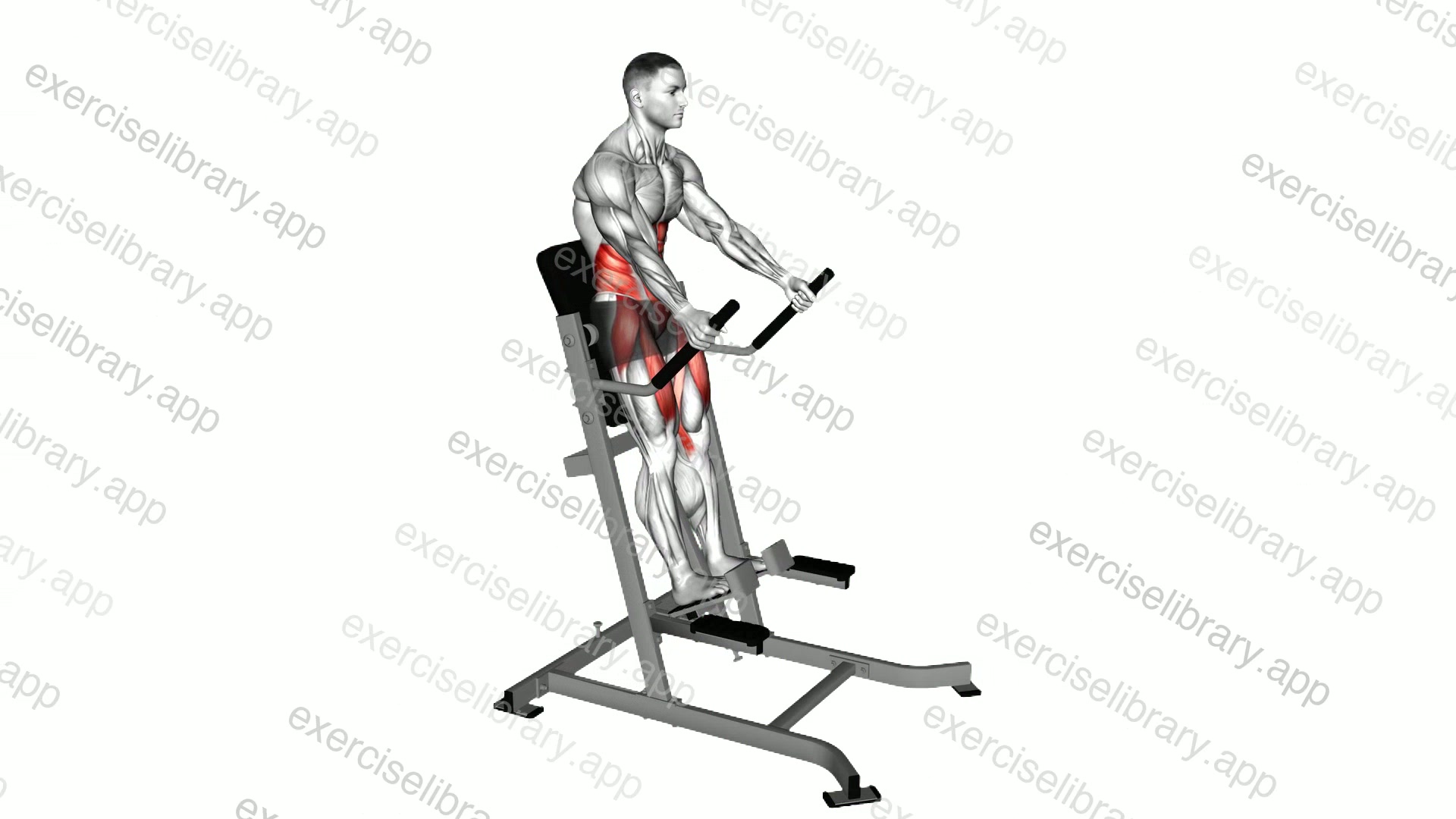 Lever Abdominal Leg Raise demonstration