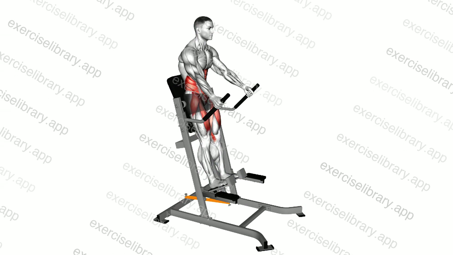 Lever Banded Abdominal Leg Raise demonstration