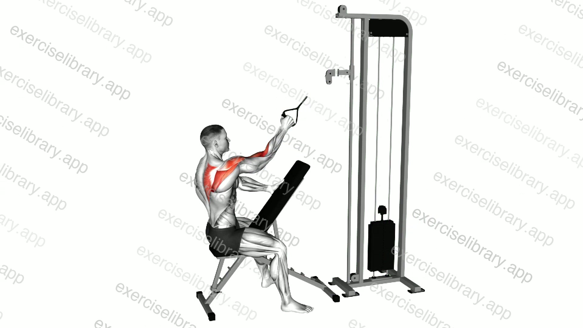 Cable Single Arm High Scapula Row demonstration