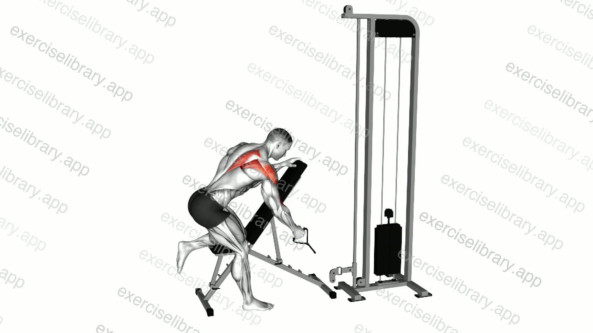 Cable Single Arm Low Scapula Row demonstration