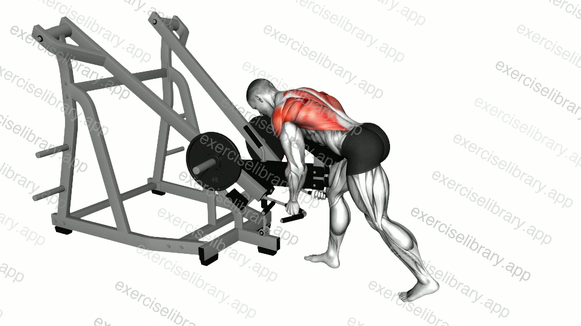 Lever Bent Over Neutral Grip Row demonstration