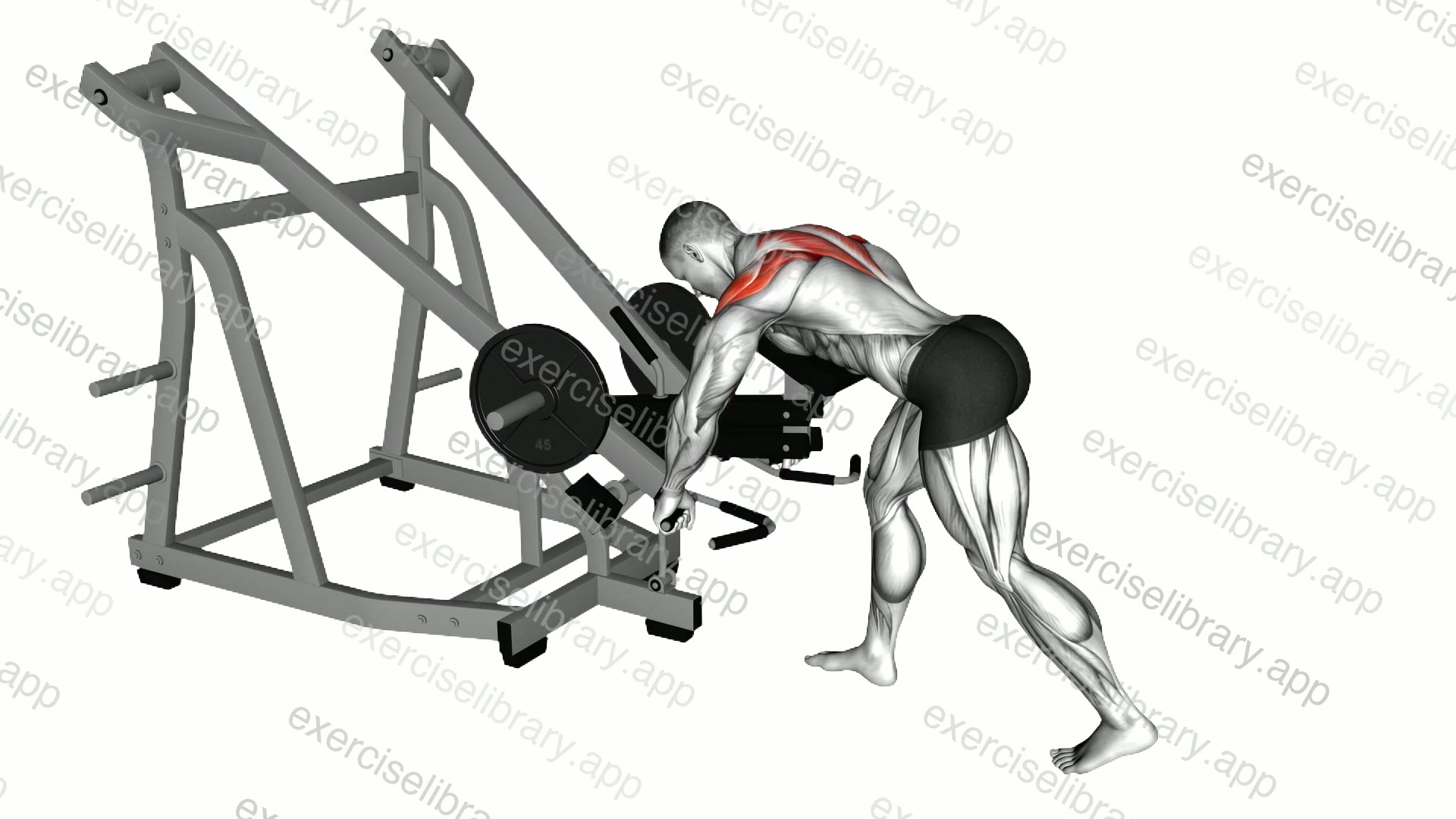 Lever Bent Over Wide Grip Row demonstration