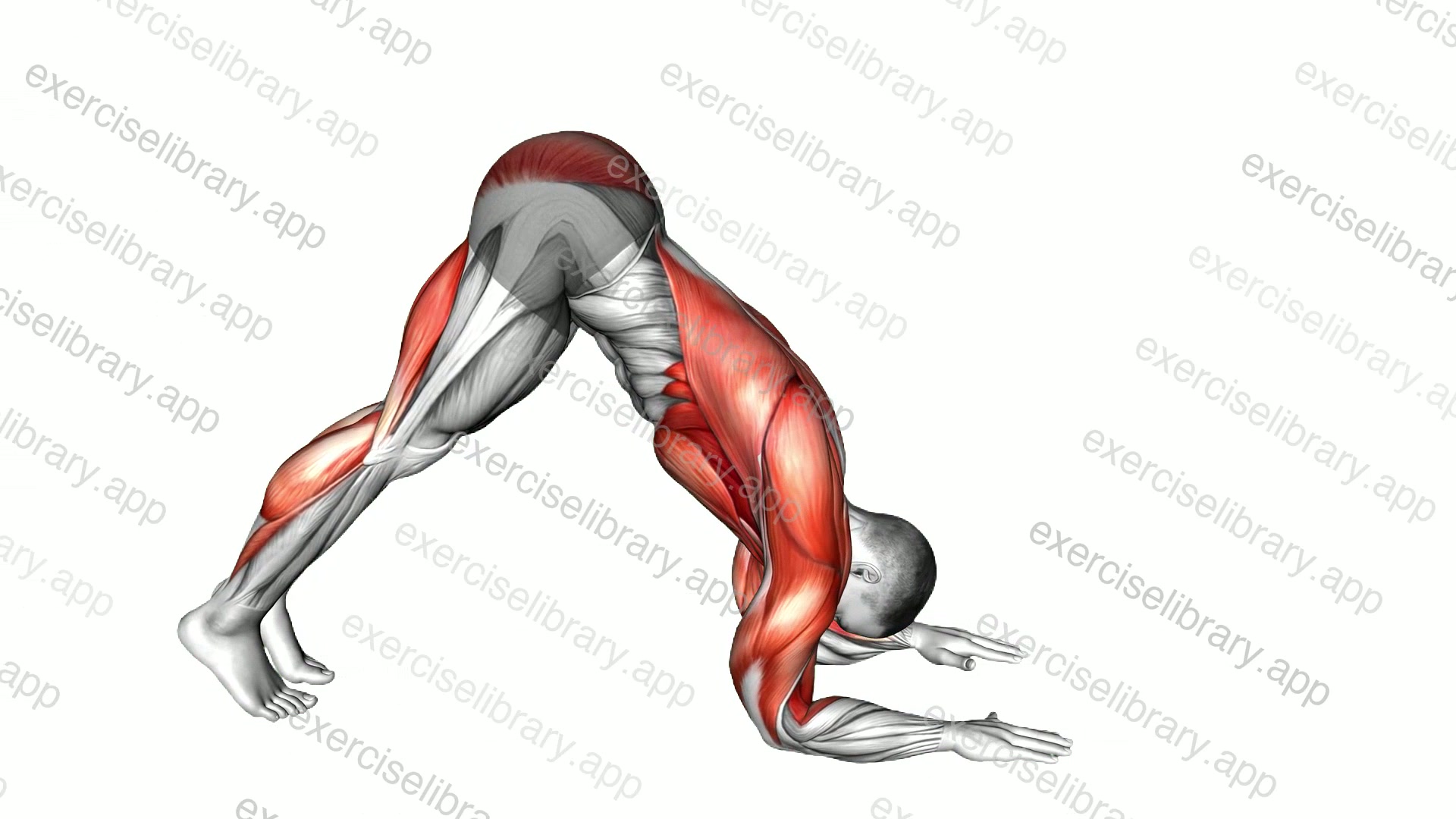 Dolphin Pose demonstration