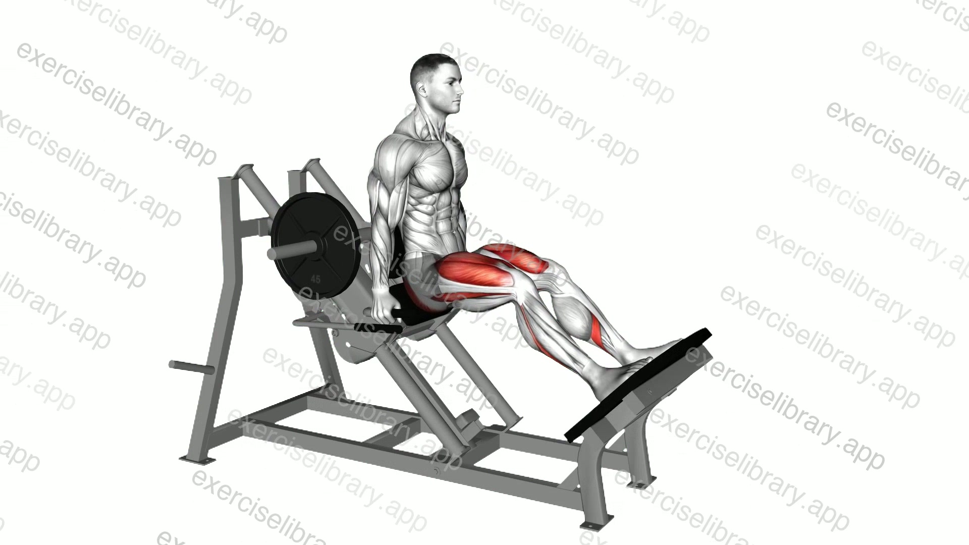 Lever Linear Hack Squat demonstration