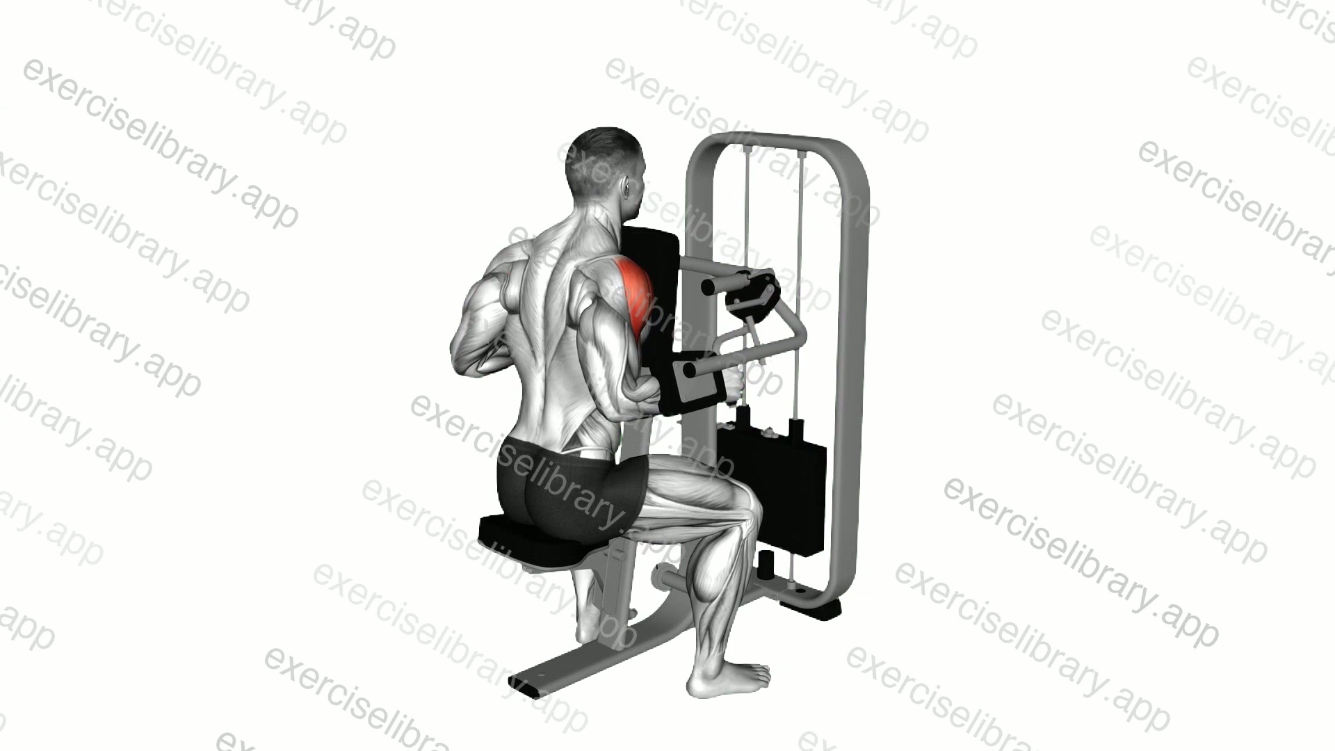 Lever Lateral Raise with Chest Support demonstration