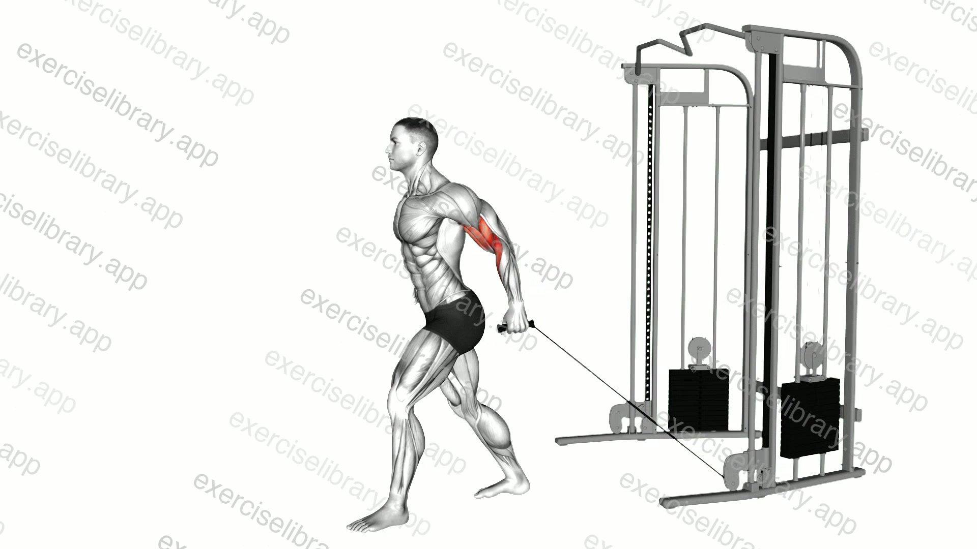 Cable One Arm Neutral Grip Biceps Curl demonstration