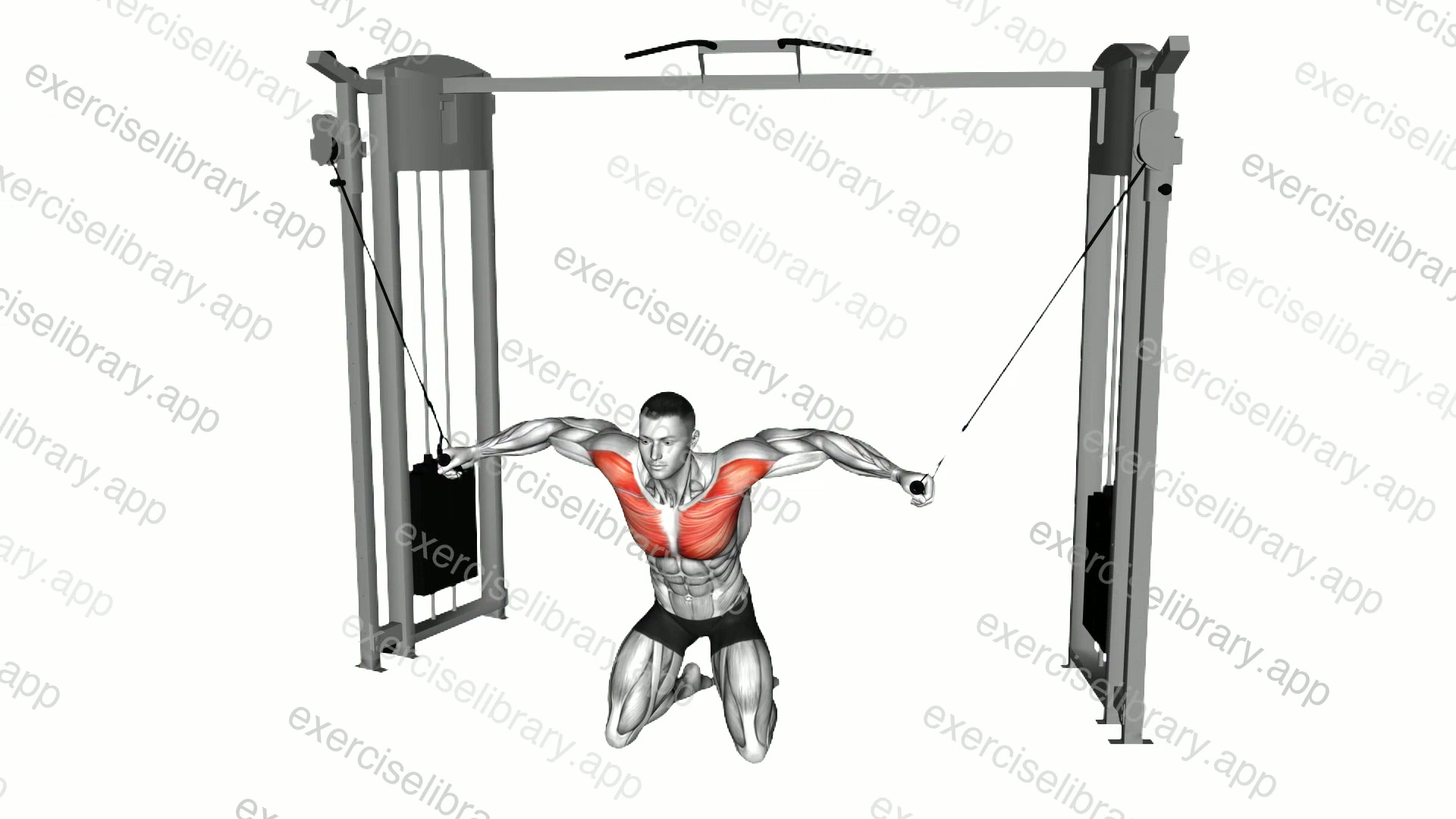Cable Kneeling High to Low Fly demonstration