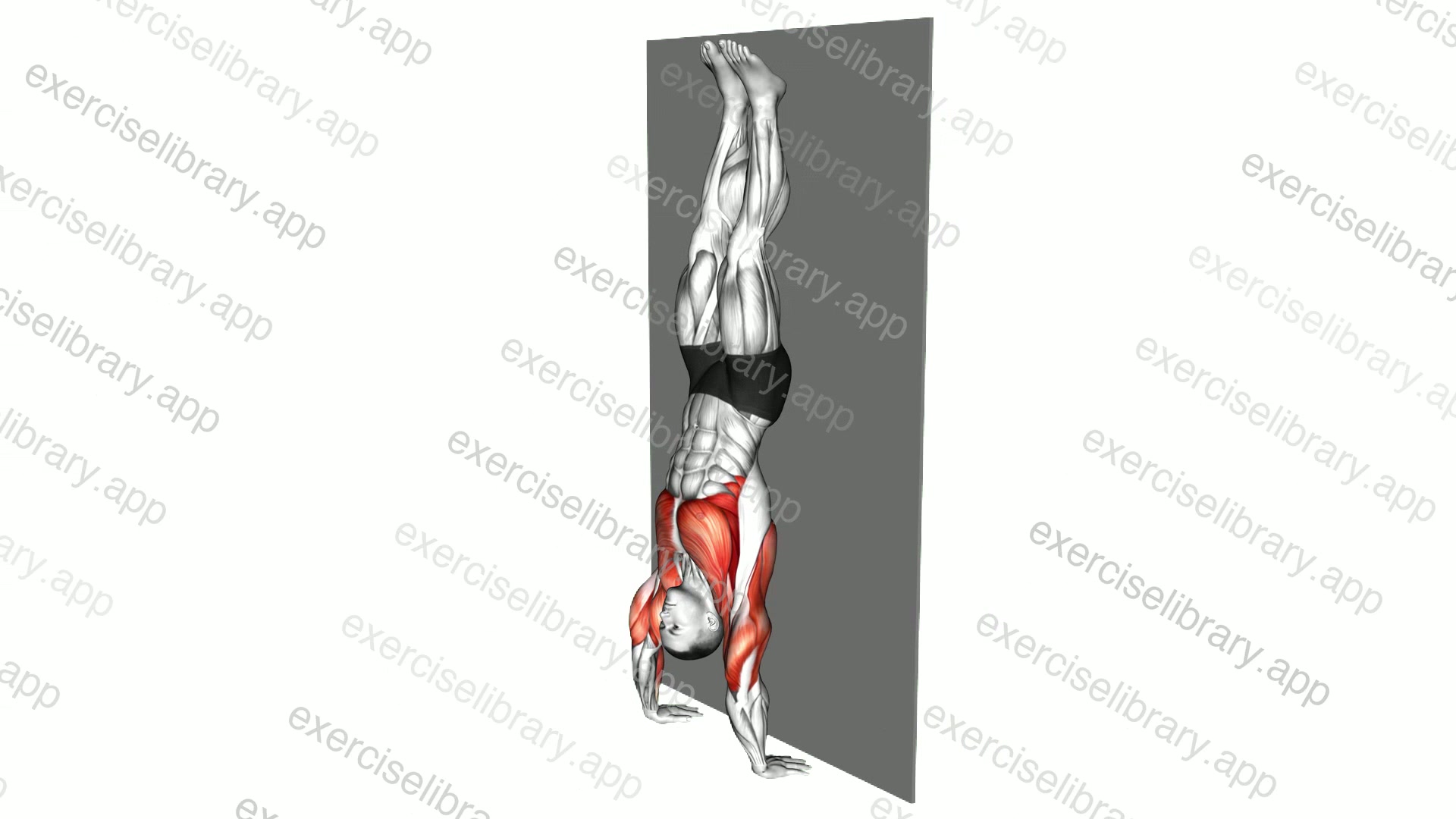 Handstand Hold on Wall demonstration