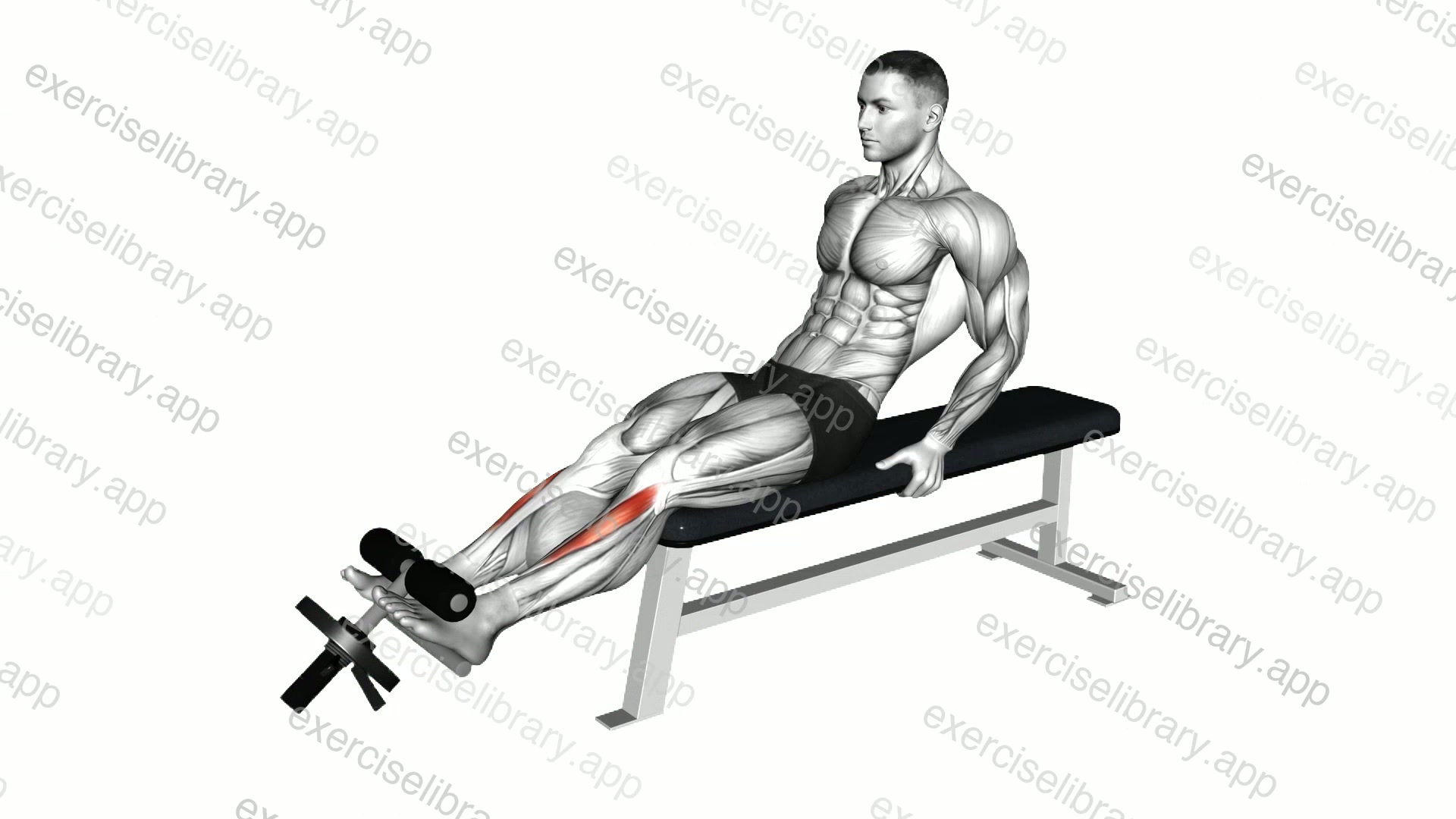 Weighted Plate Tibialis Anterior Curl demonstration
