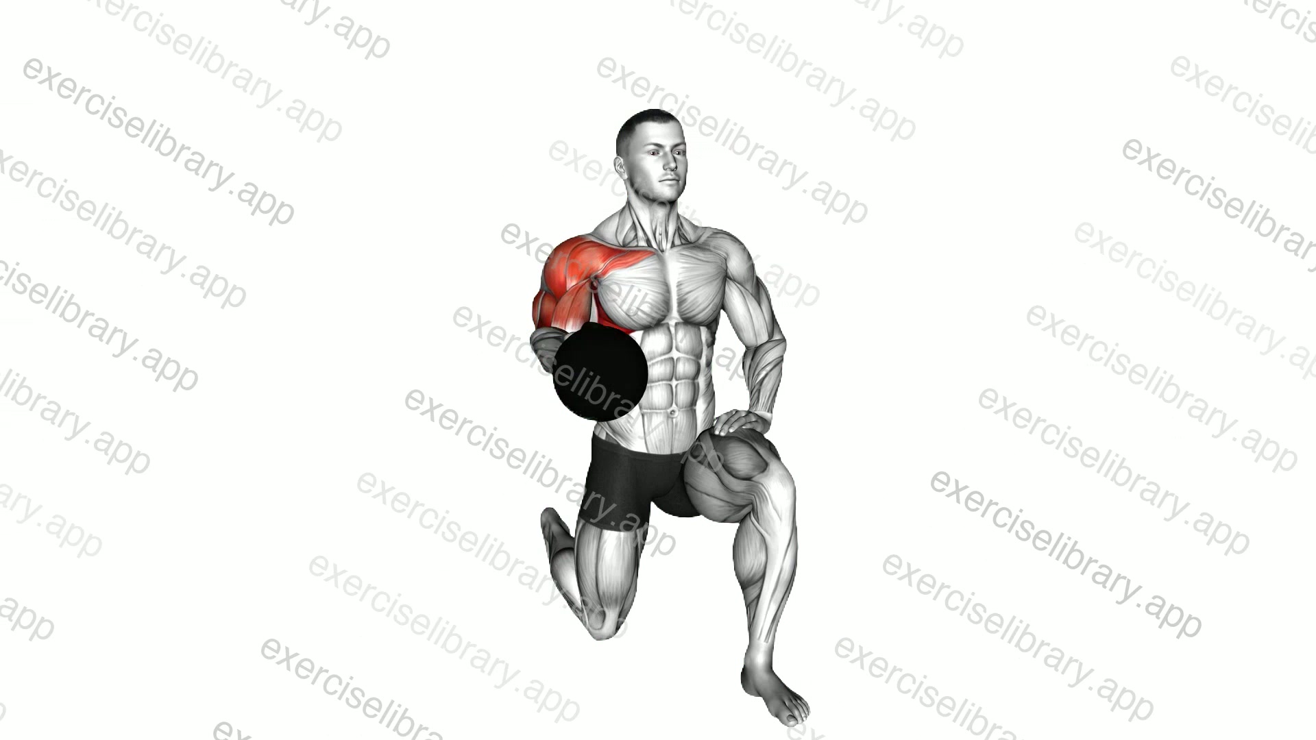 Kettlebell Kneeling Shoulder Bottom-up Hold demonstration