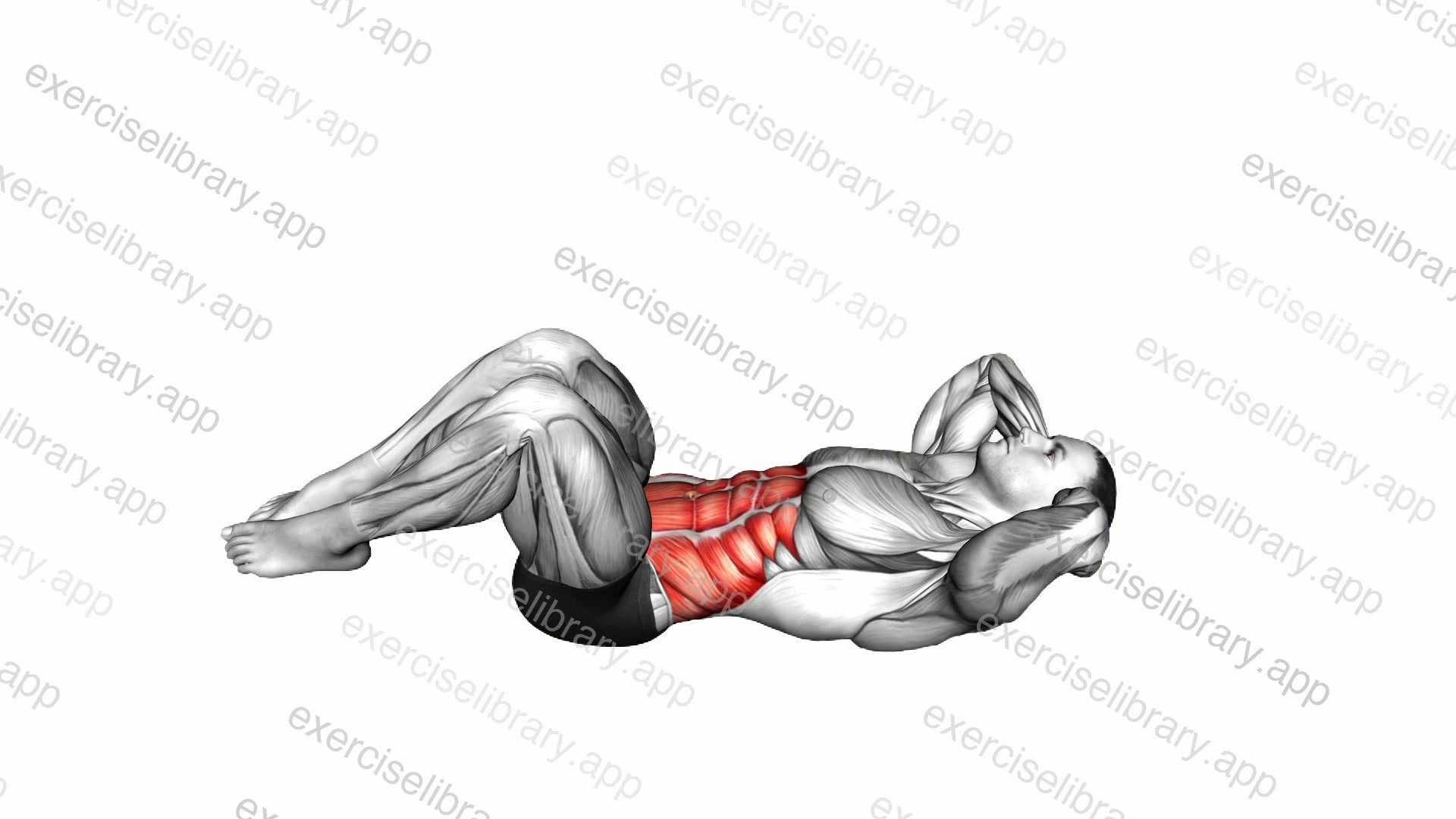 Lying Obliques Crunch demonstration