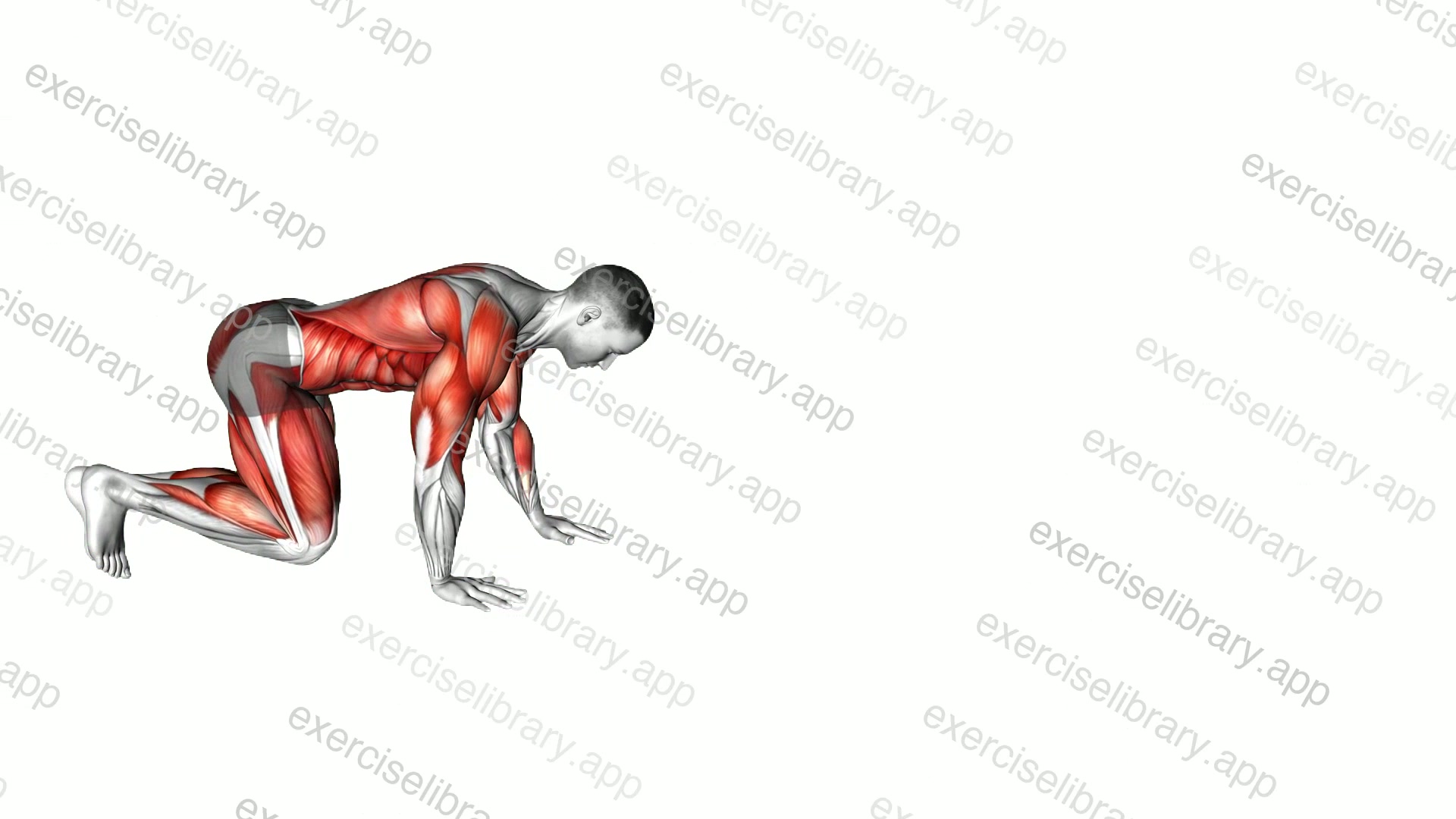 Bear Crawl demonstration