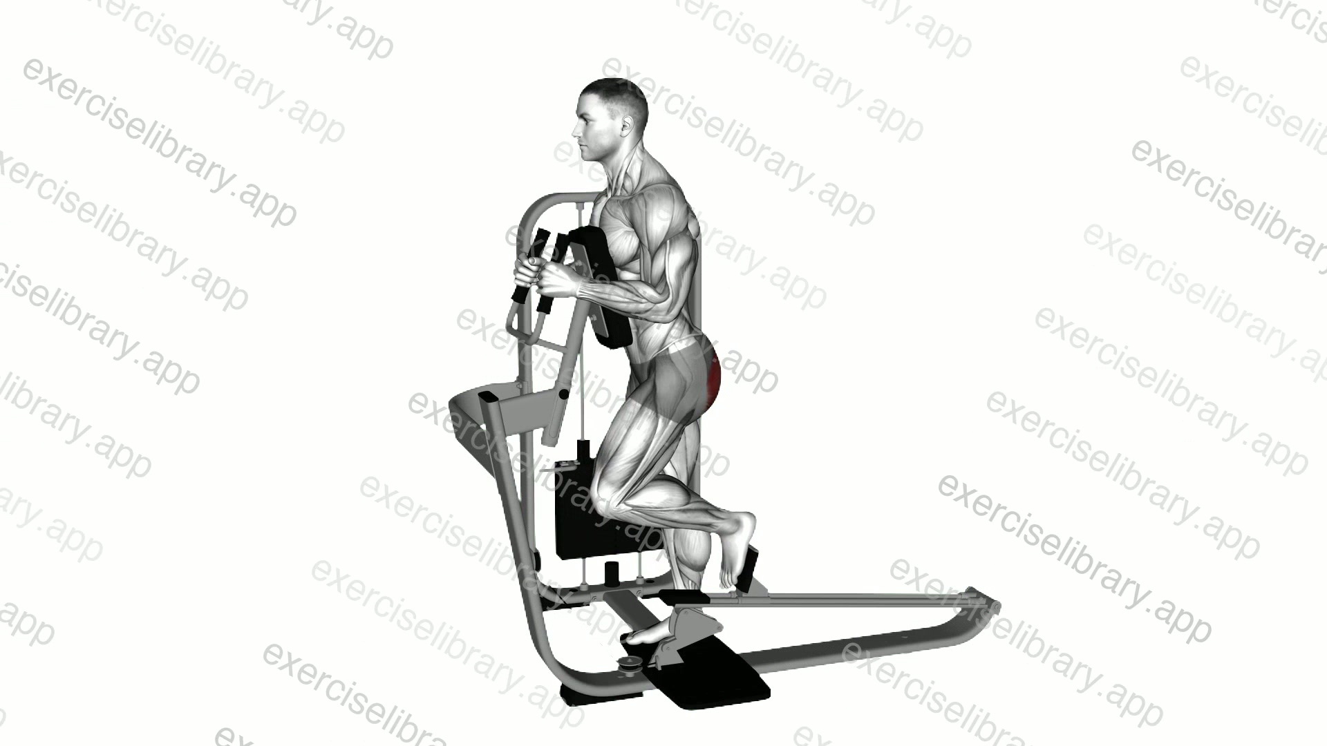 Lever Glute Press demonstration