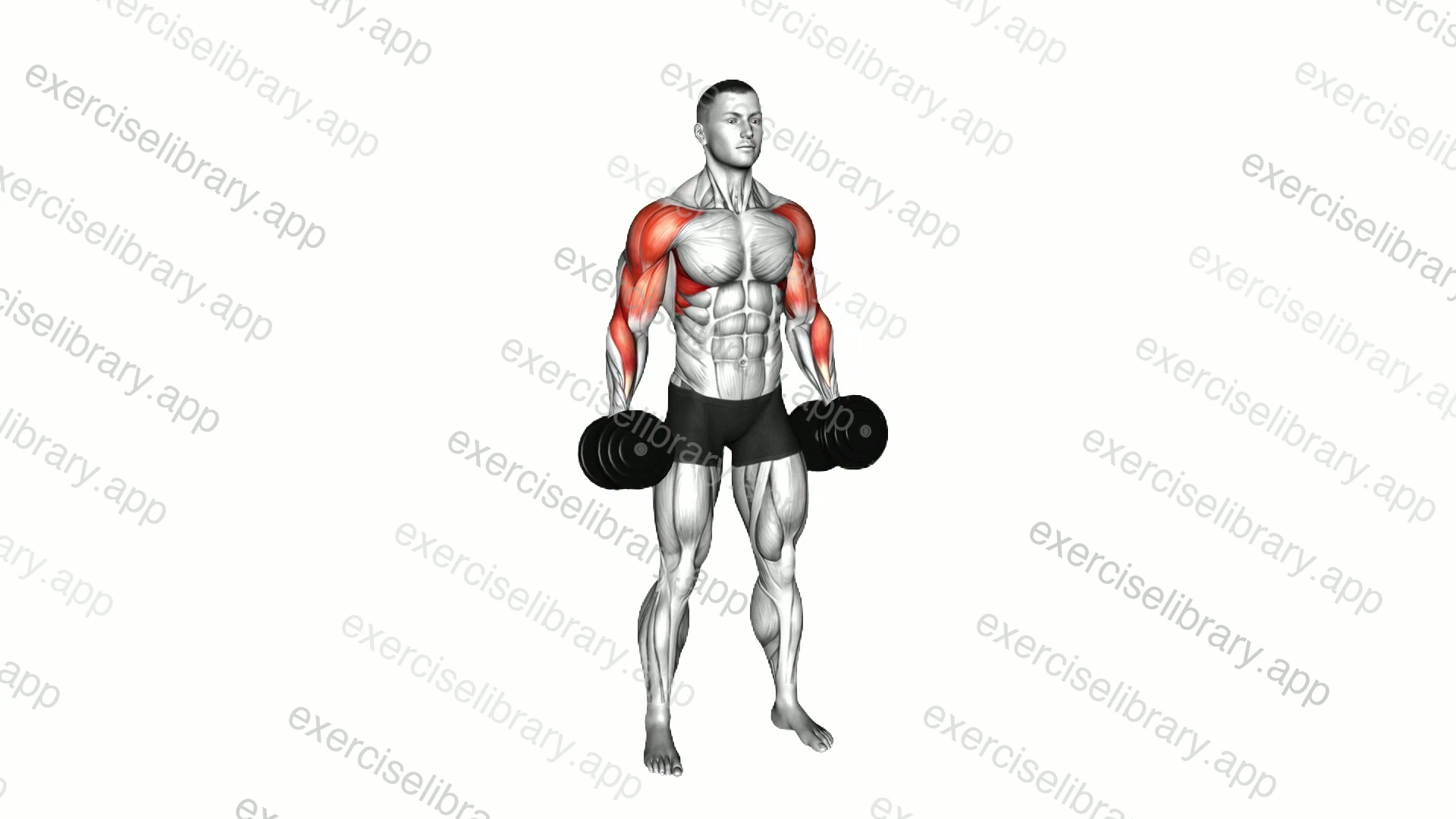 Dumbbell Standing Hip Hugger demonstration