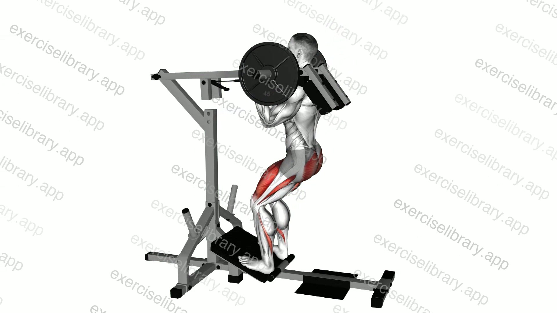 Lever Elevanted Squat demonstration