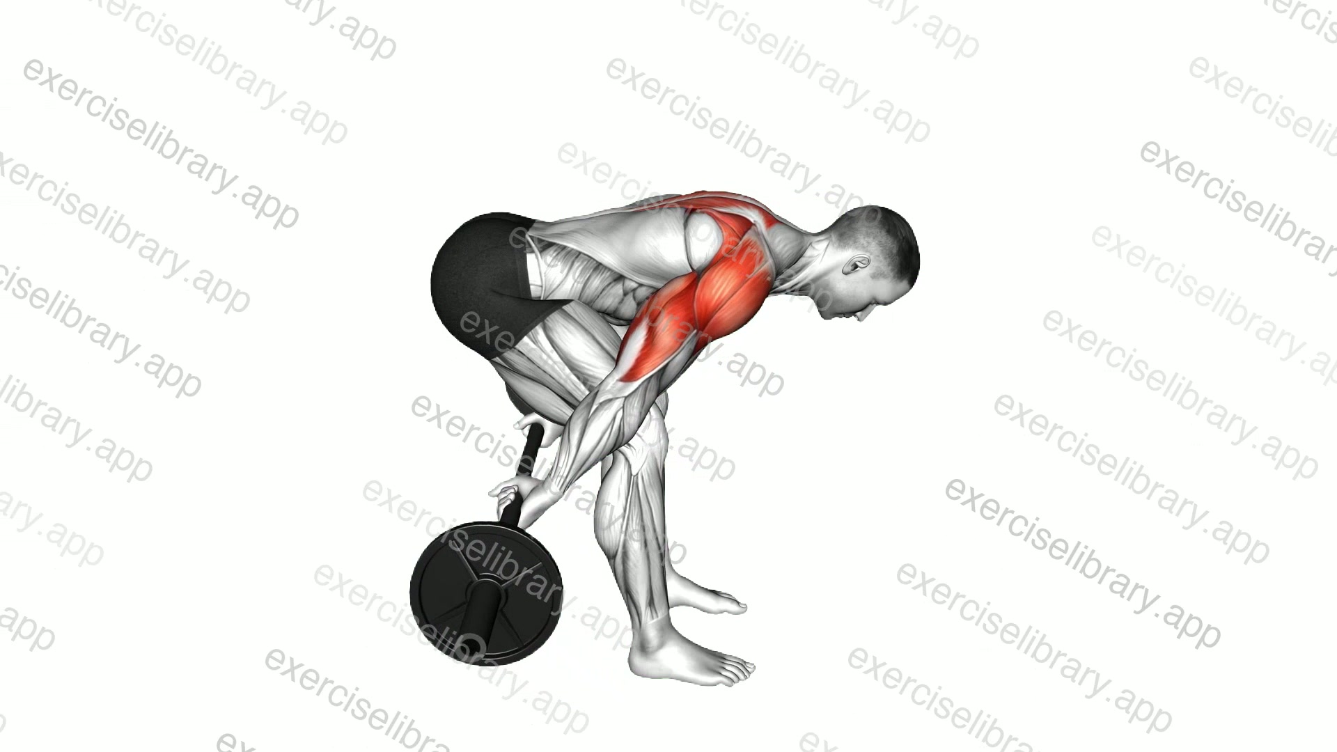 Barbell Bent Over Reverse Raise demonstration