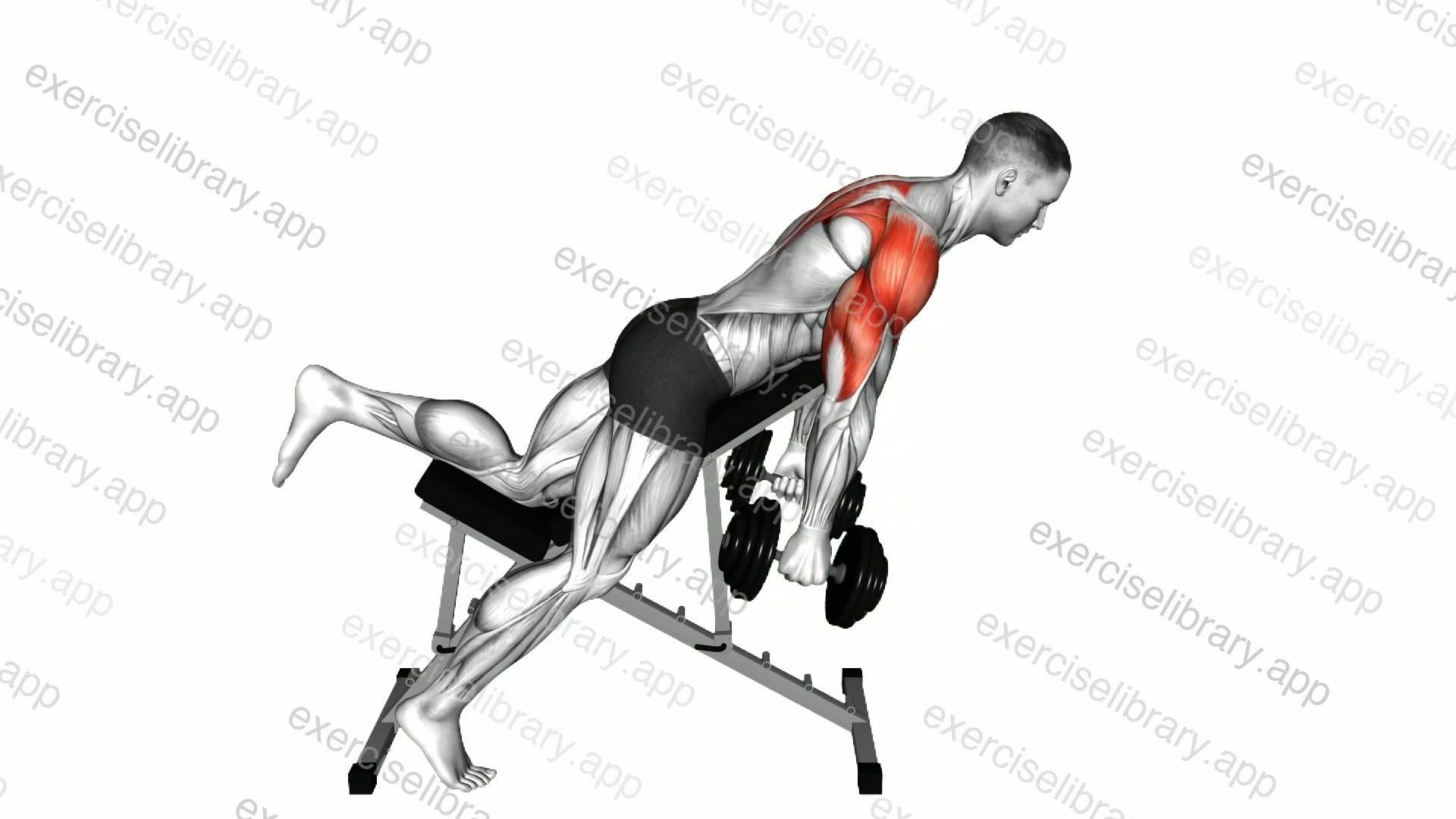 Dumbbell Incline Reverse Raise with Chest Supported demonstration