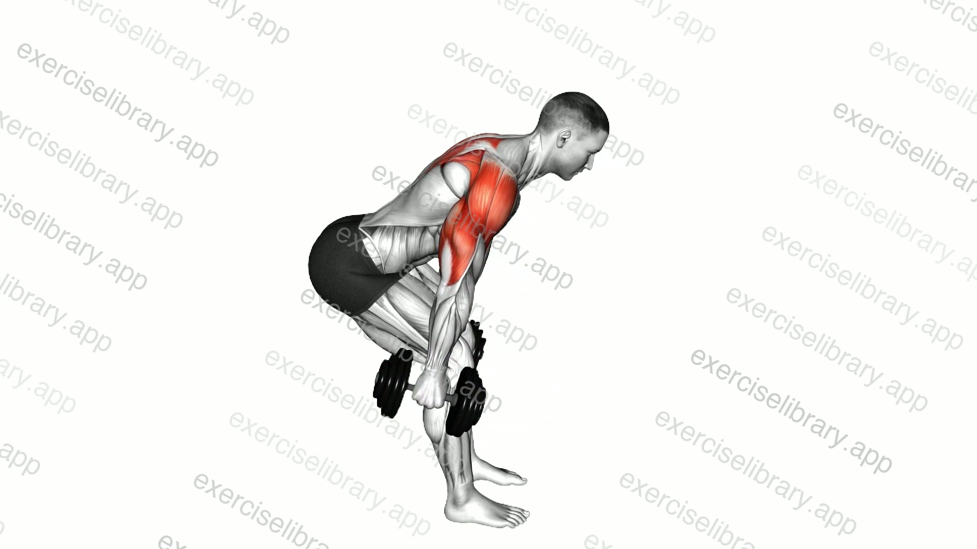Dumbbell Bent Over Reverse Raise demonstration