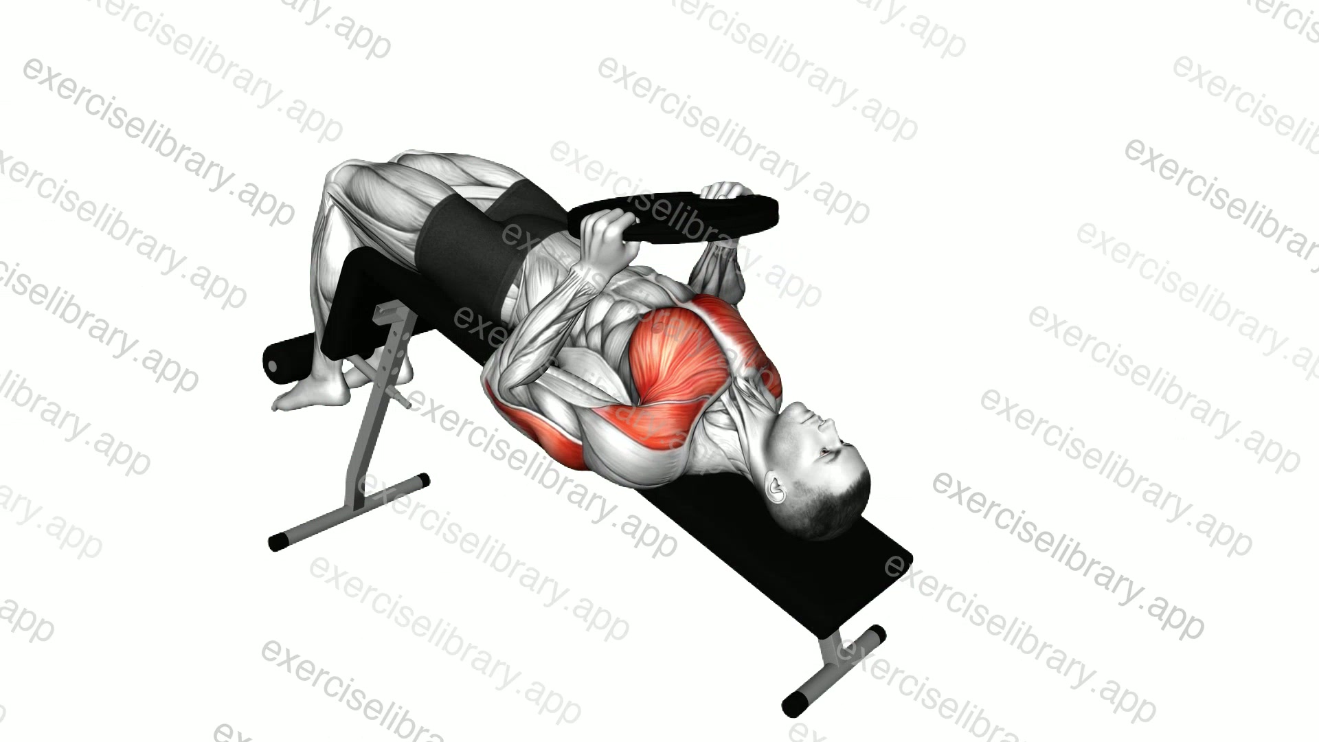 Weighted Plate Decline Chest Press demonstration