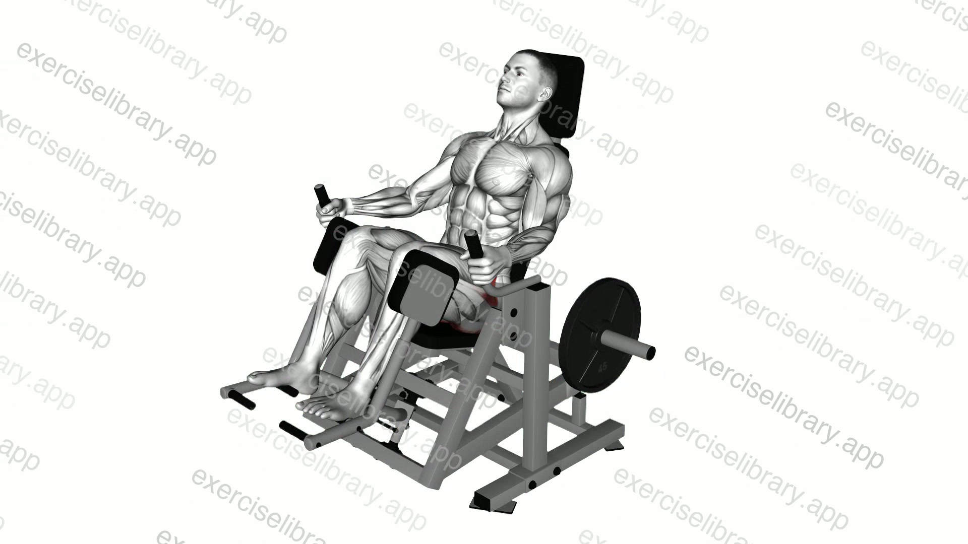 Lever Glute Abductors Press demonstration