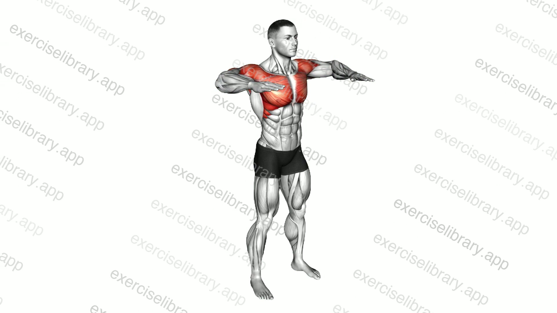 Arm Crossover Chest Out demonstration